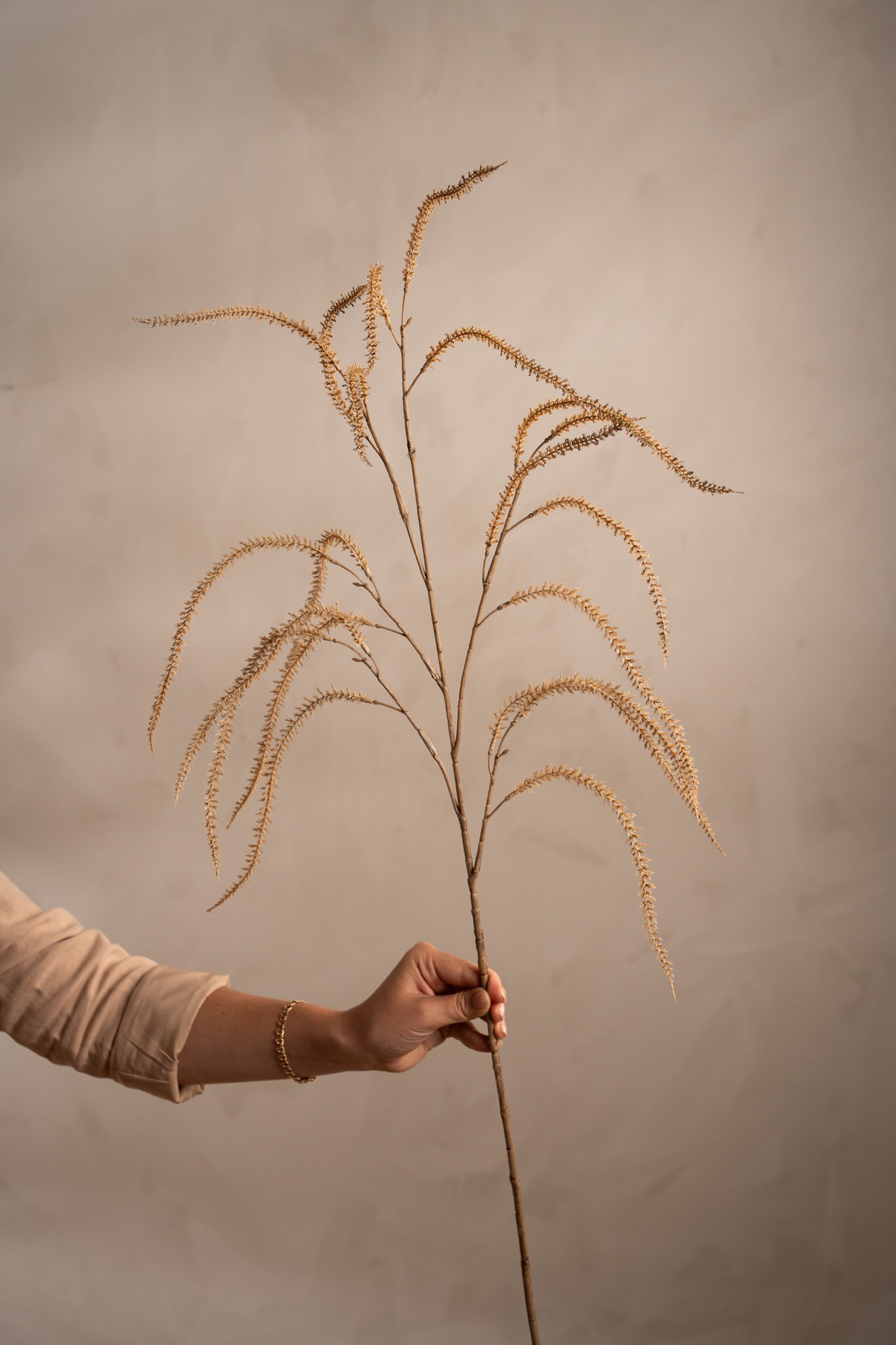Amaranthus