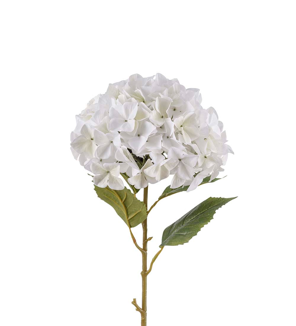 Hortensia