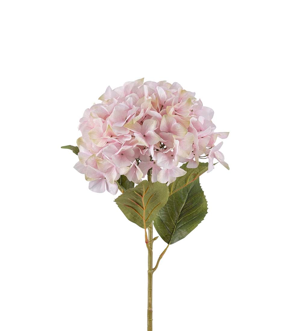 Hortensia