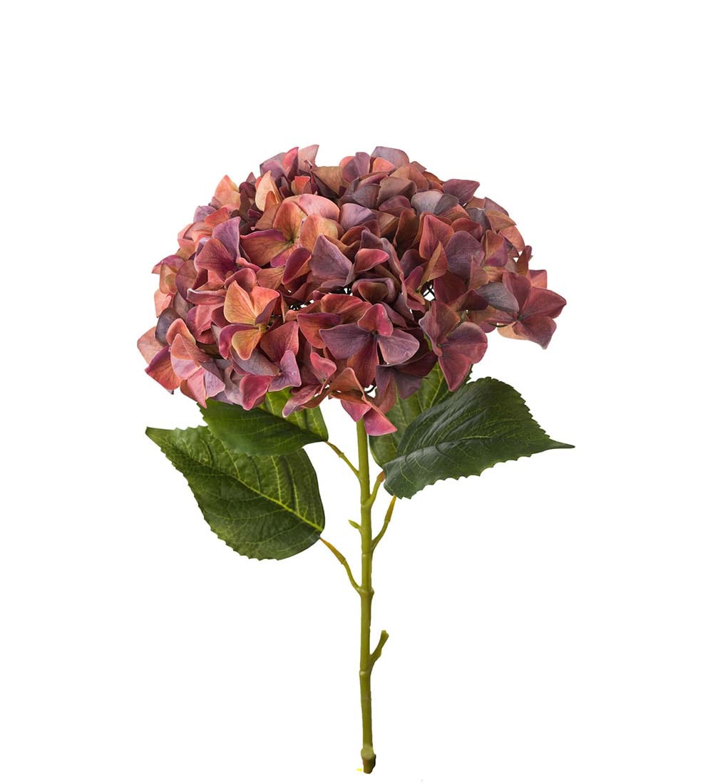 Hortensia