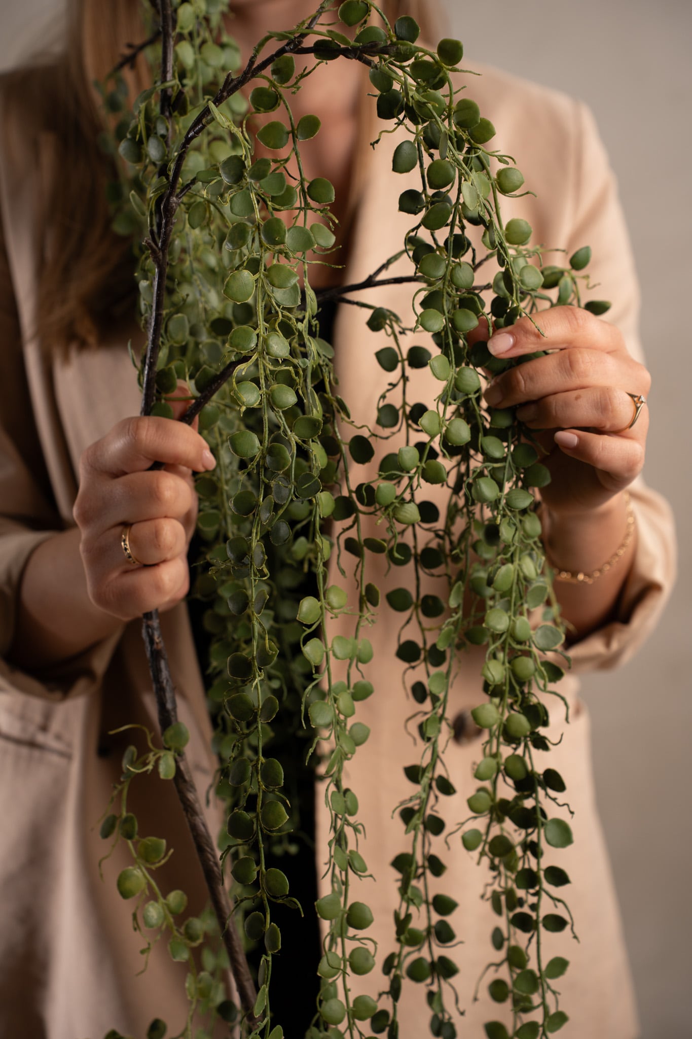 Senecio