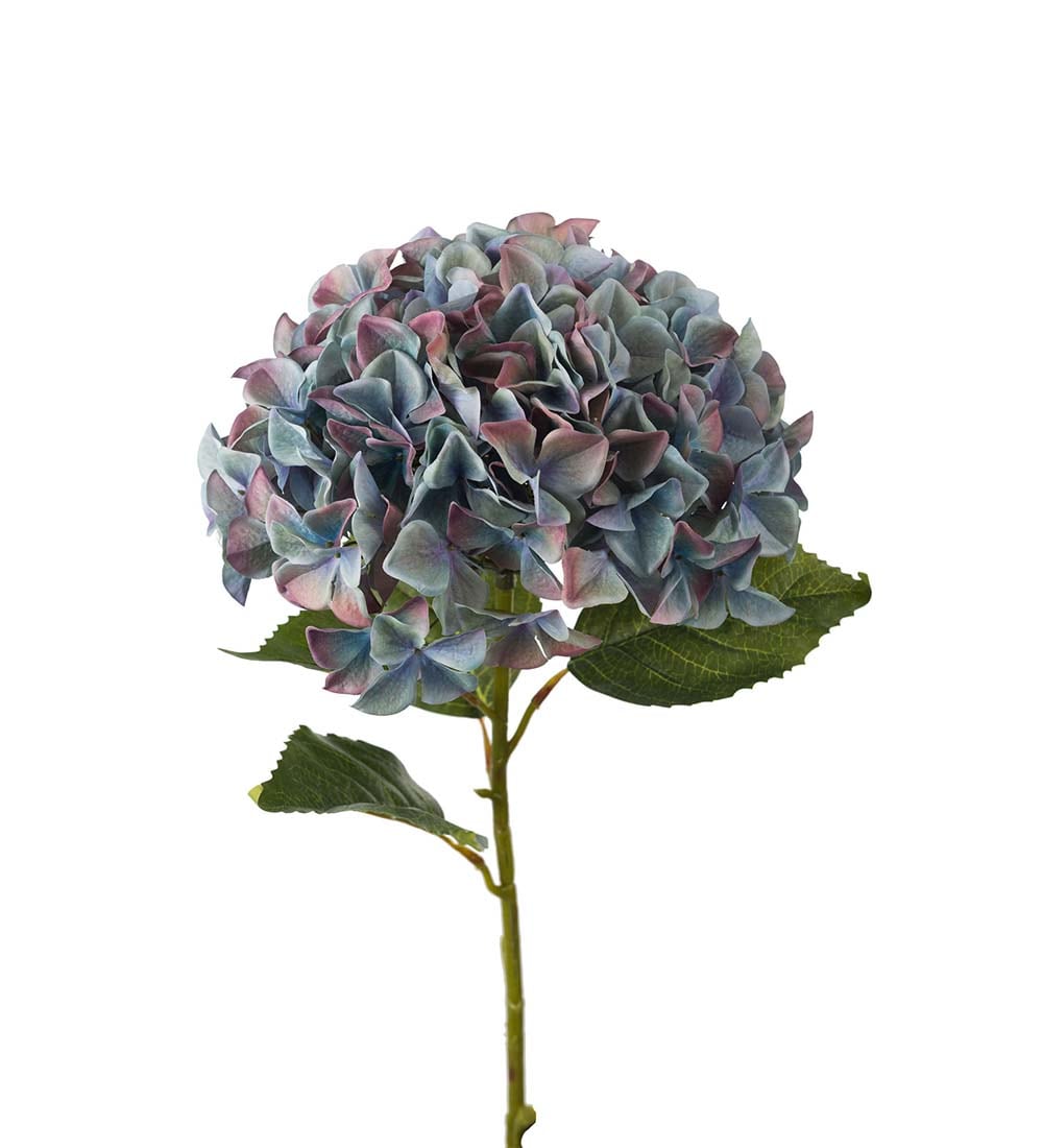 Hortensia