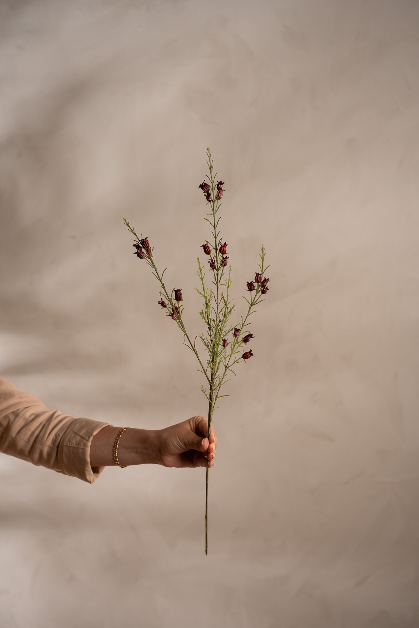 Calluna