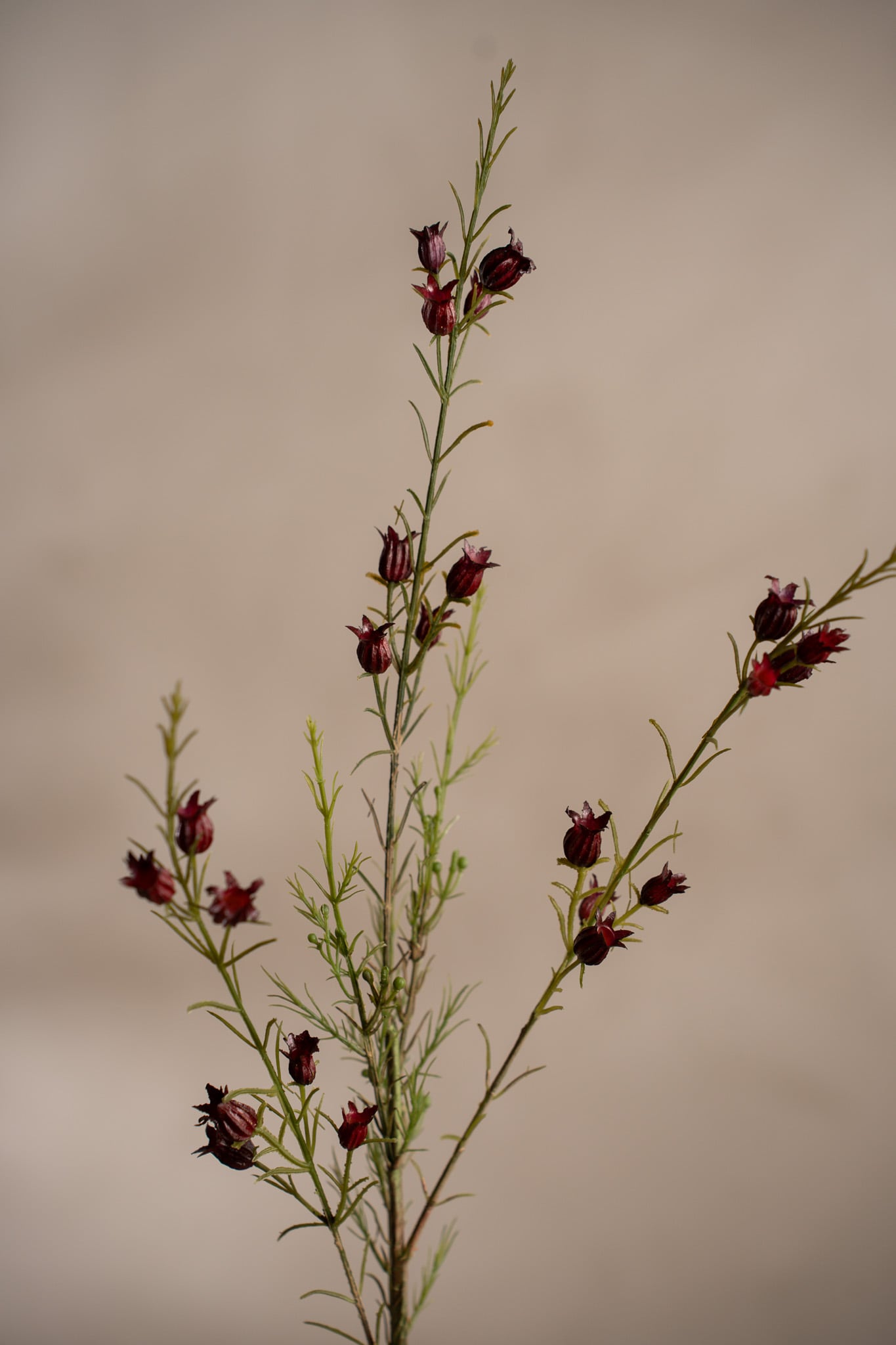 Calluna