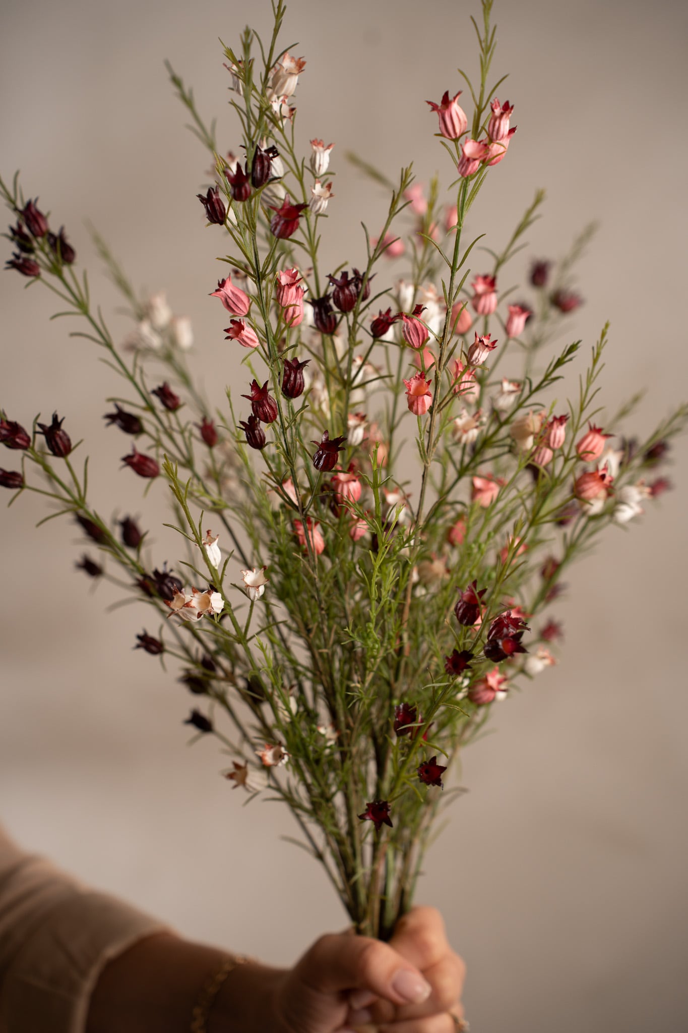 Calluna