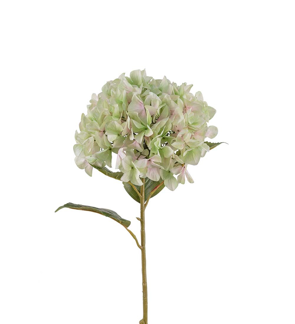 Hortensia