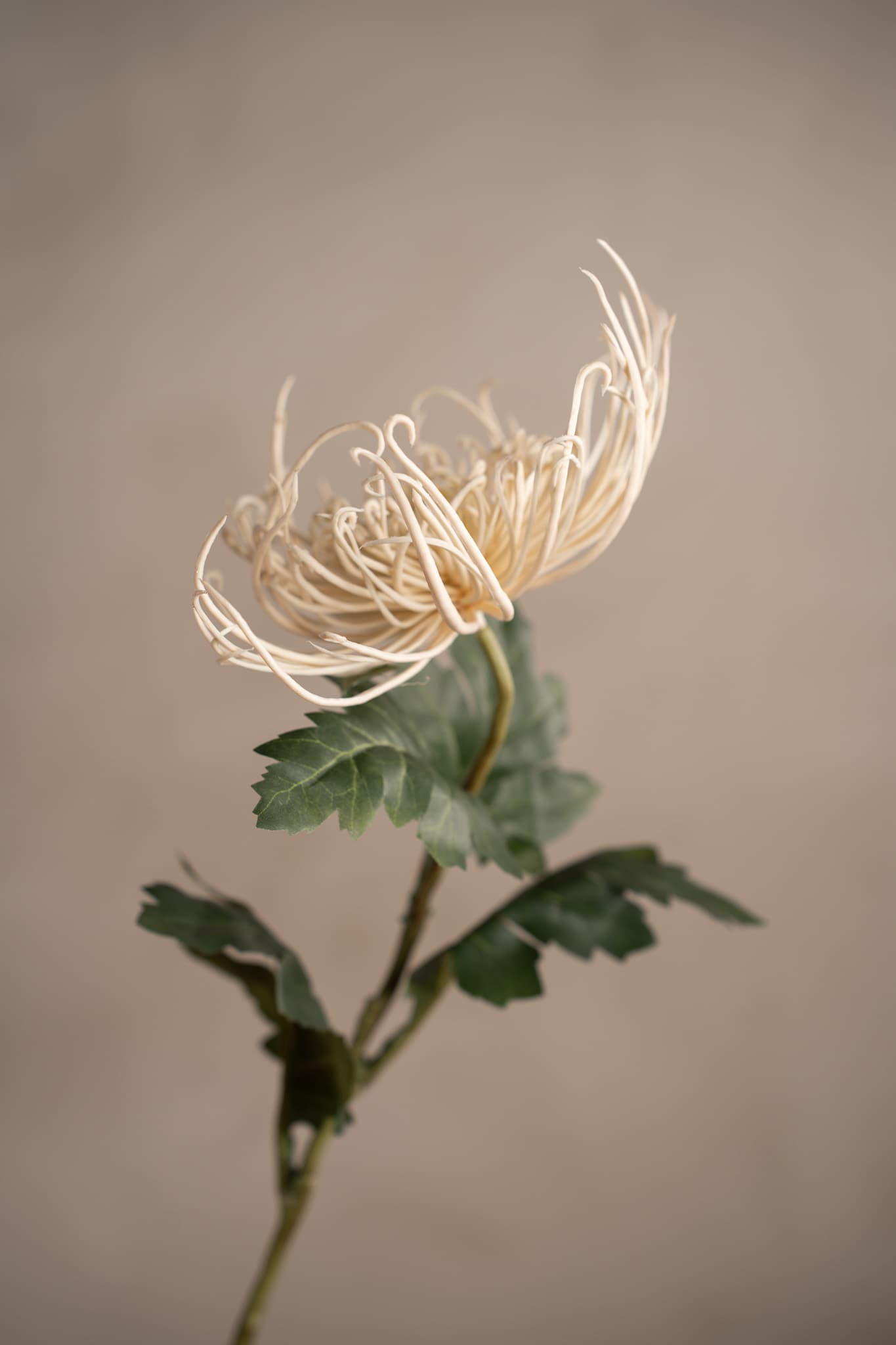 Spindelchrysanthemum