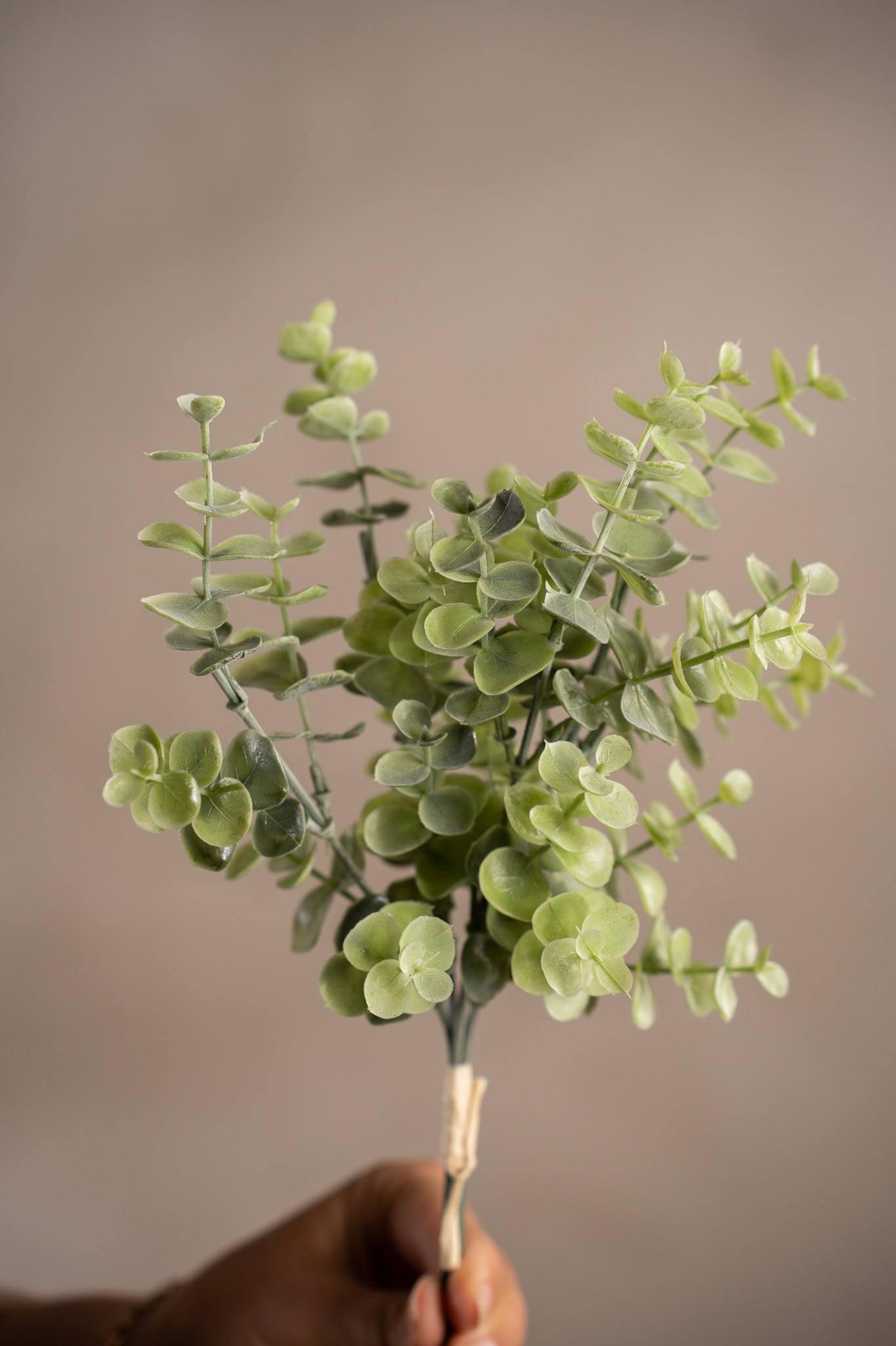Eucalyptus bunt