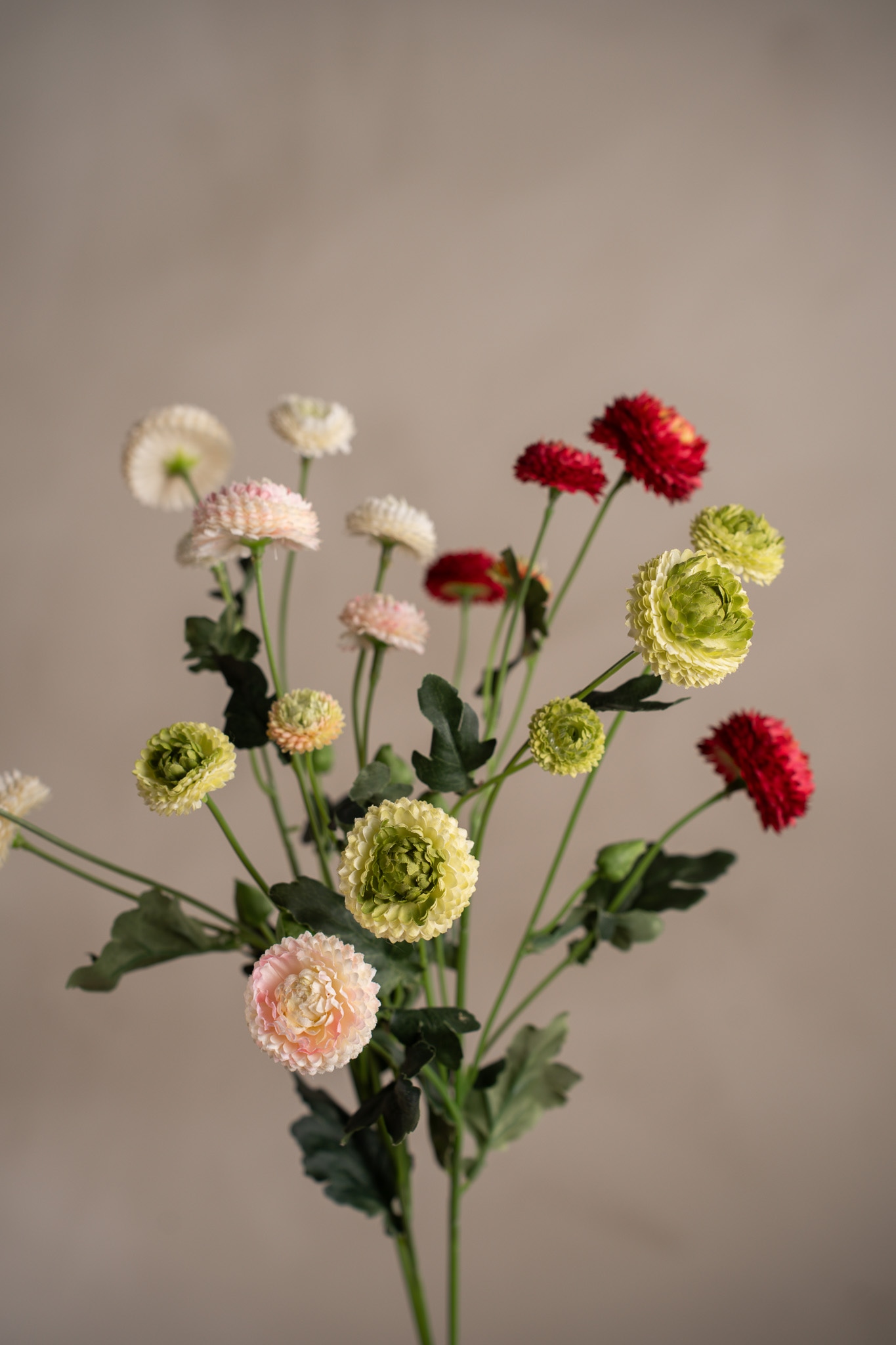 Chrysanthemum