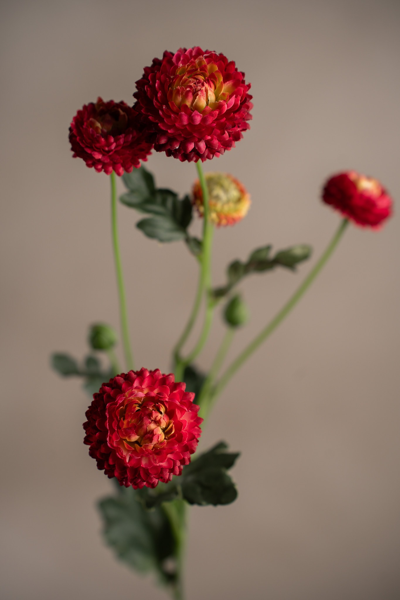 Chrysanthemum