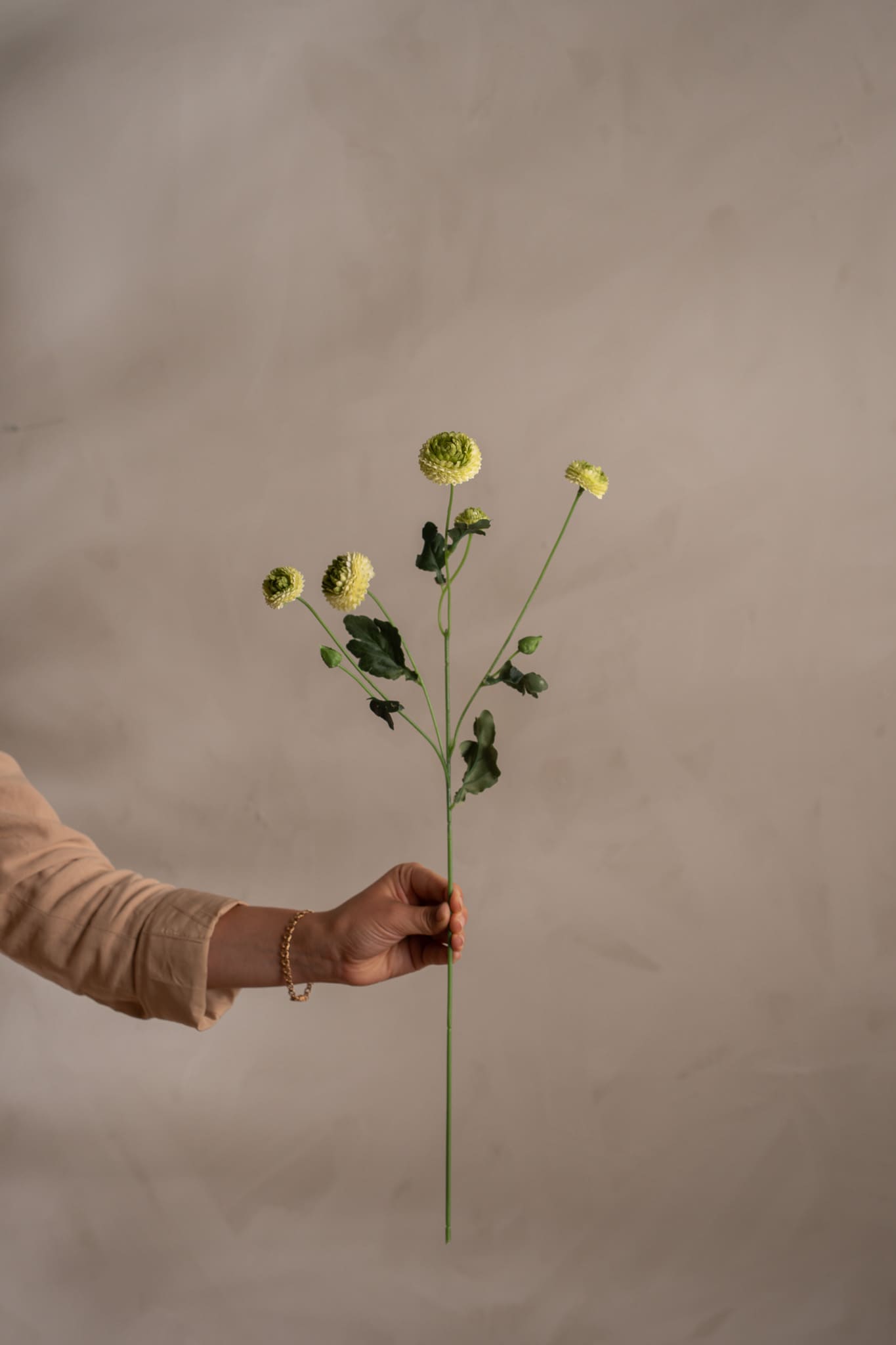 Chrysanthemum