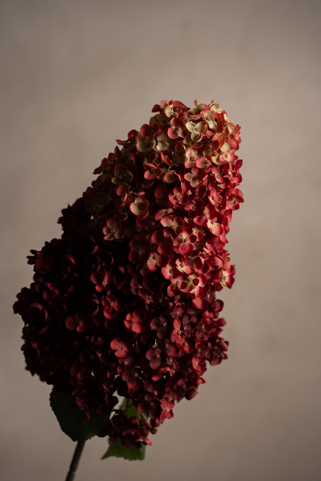 Syrénhortensia