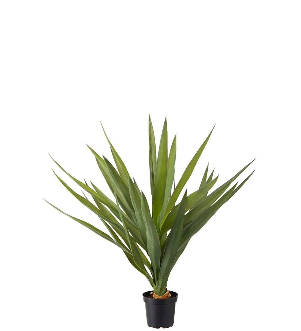 Yucca