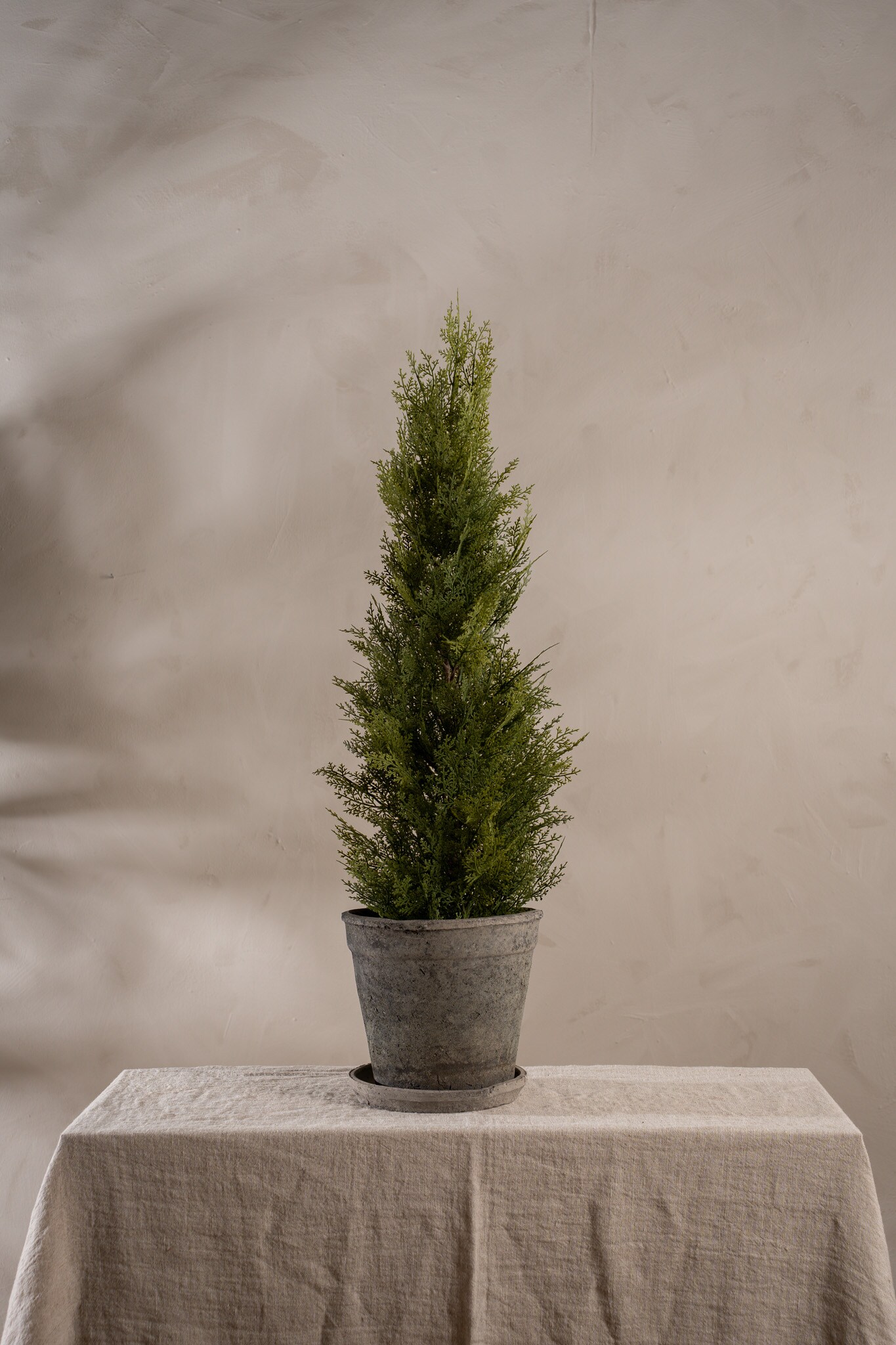 Cypress