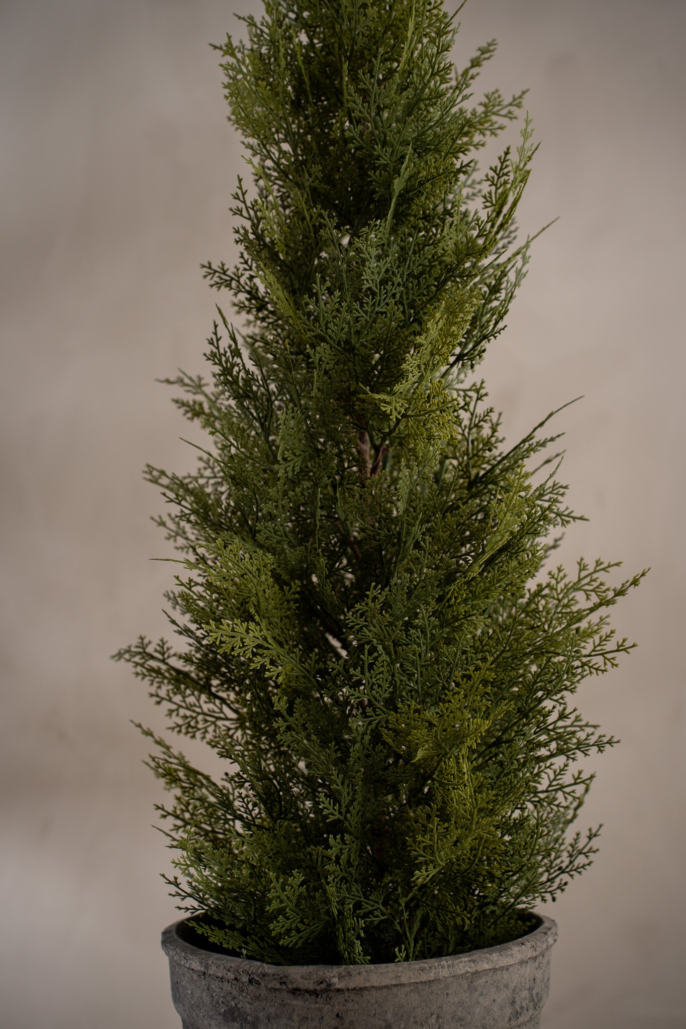 Cypress