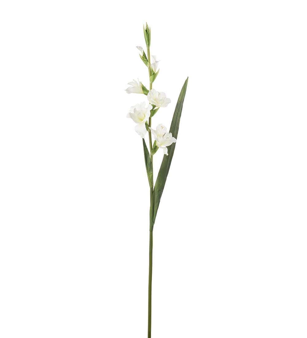 Gladiolus