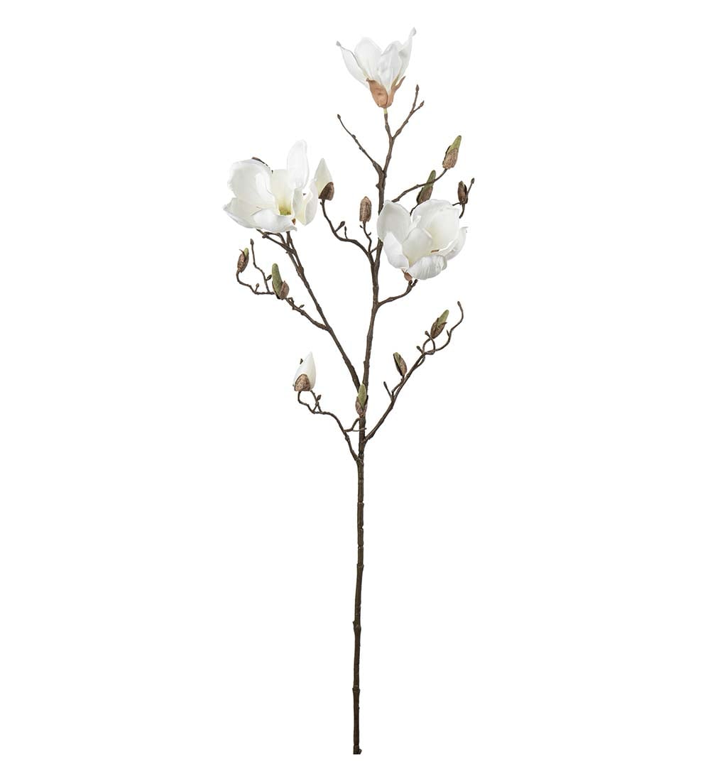Magnolia