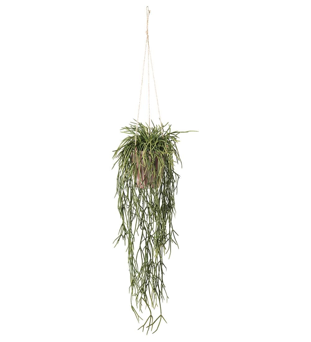 Rhipsalis