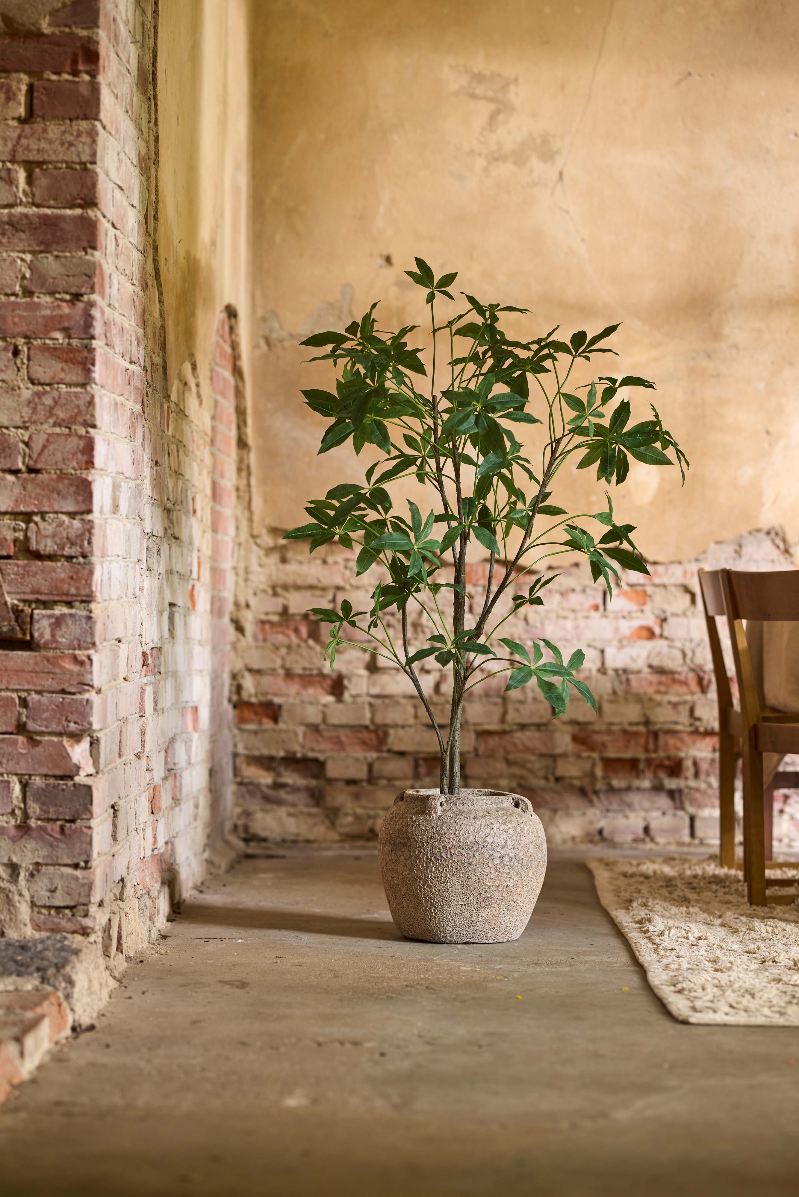 Pachiraträd i kruka