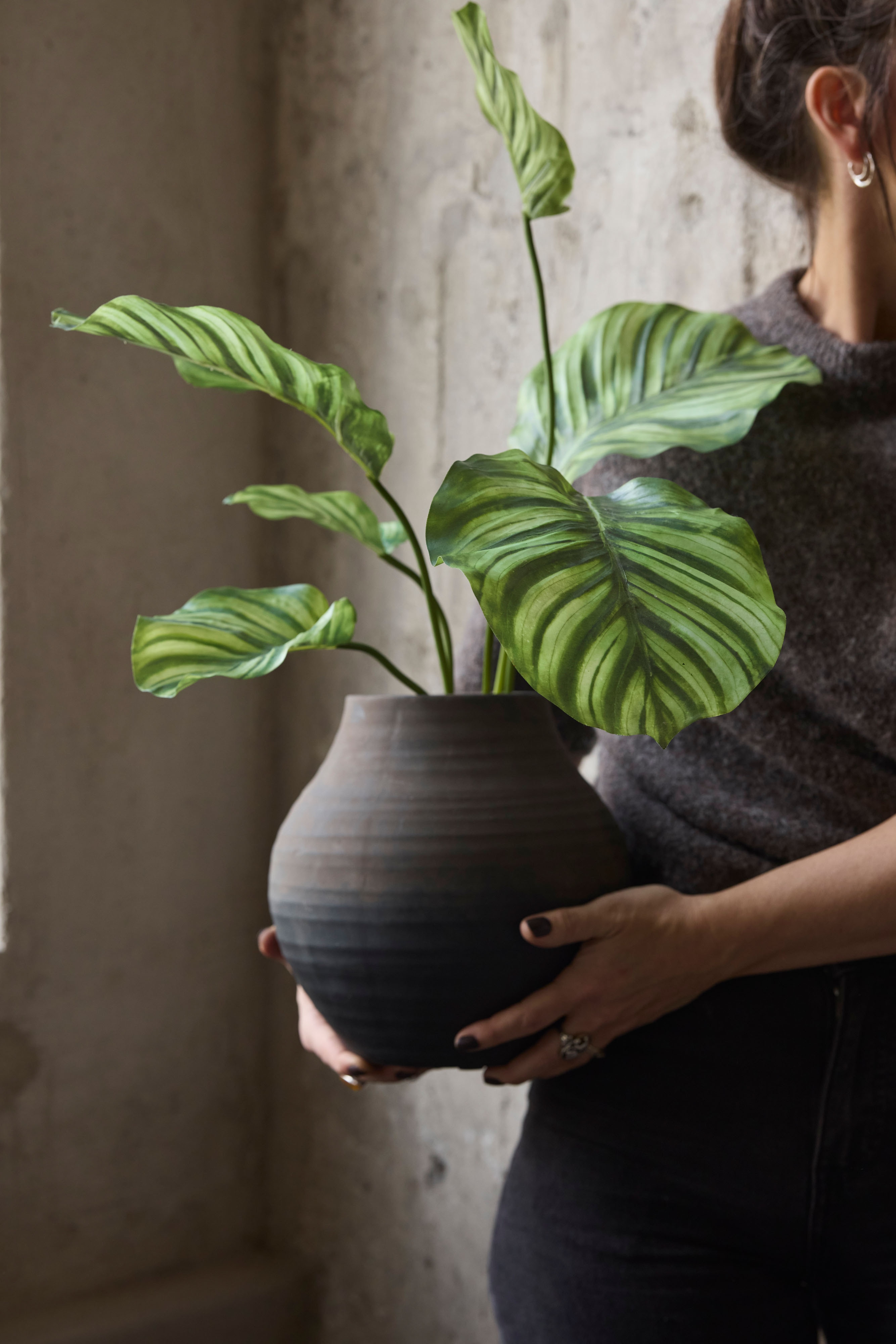 Calathea