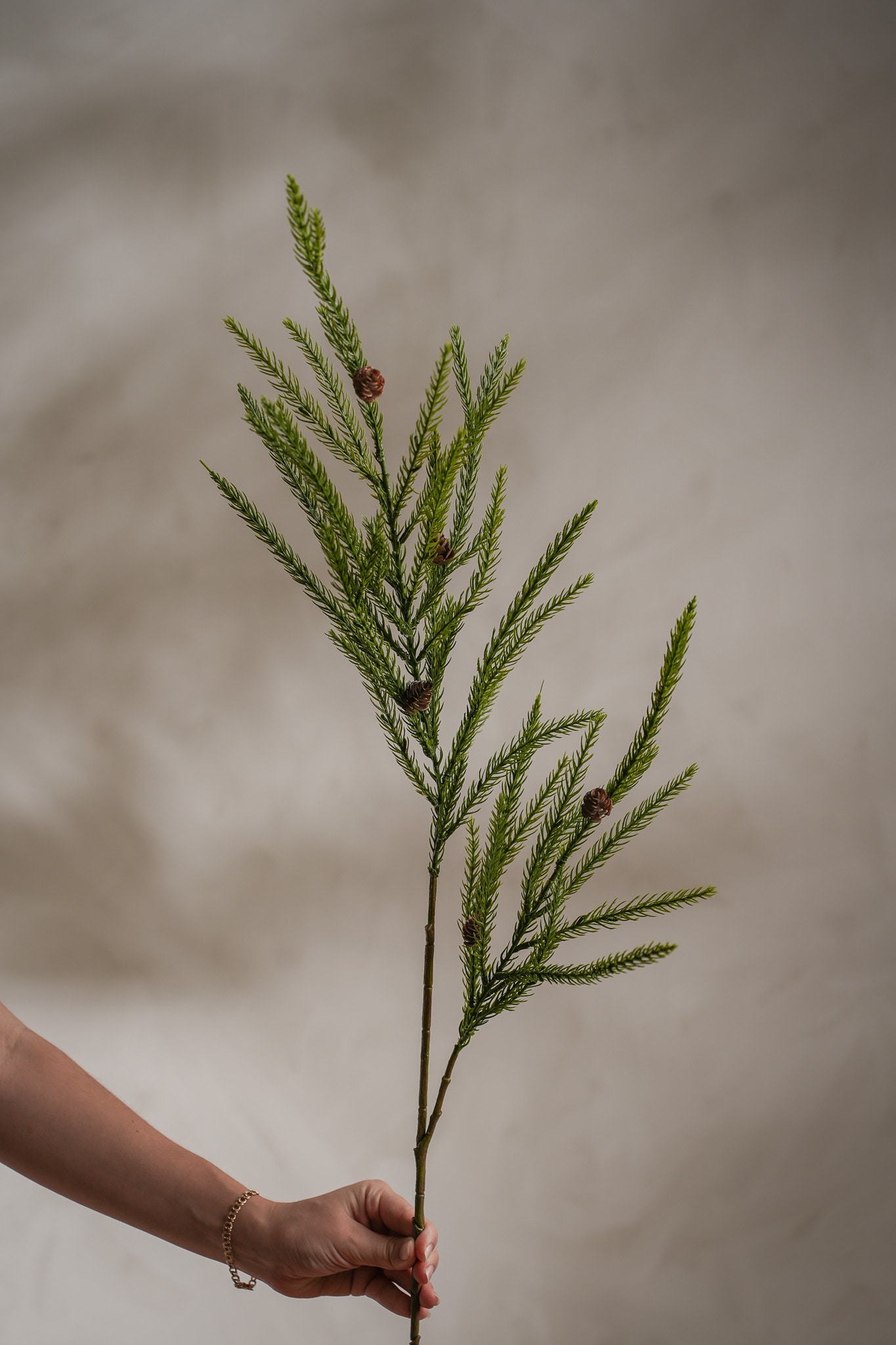 Grankvist med kottar
