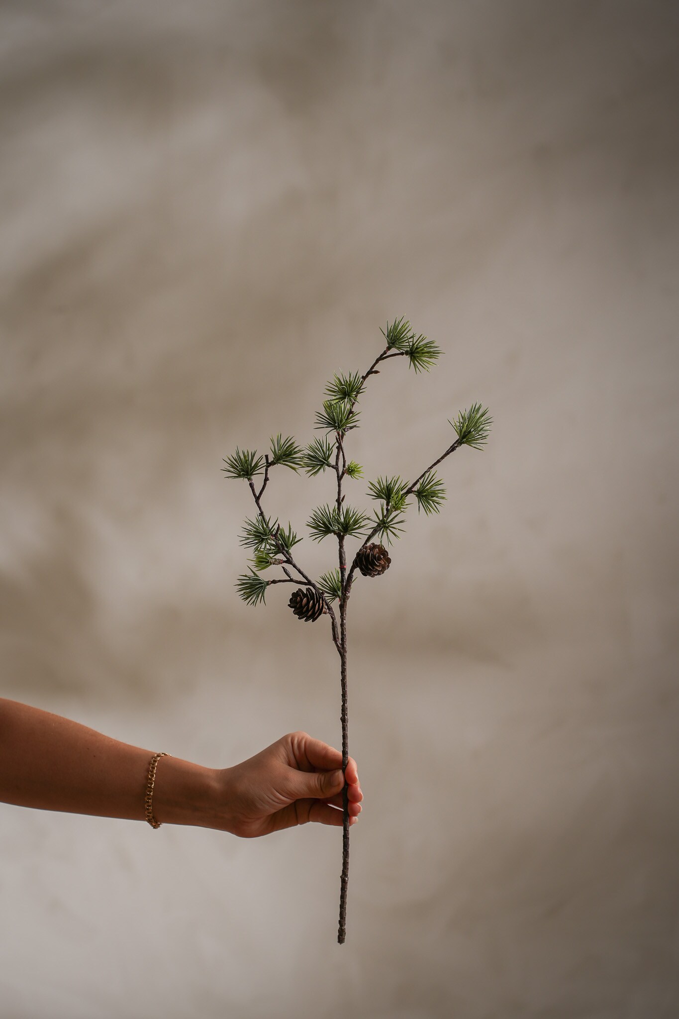 Tallkvist med kottar