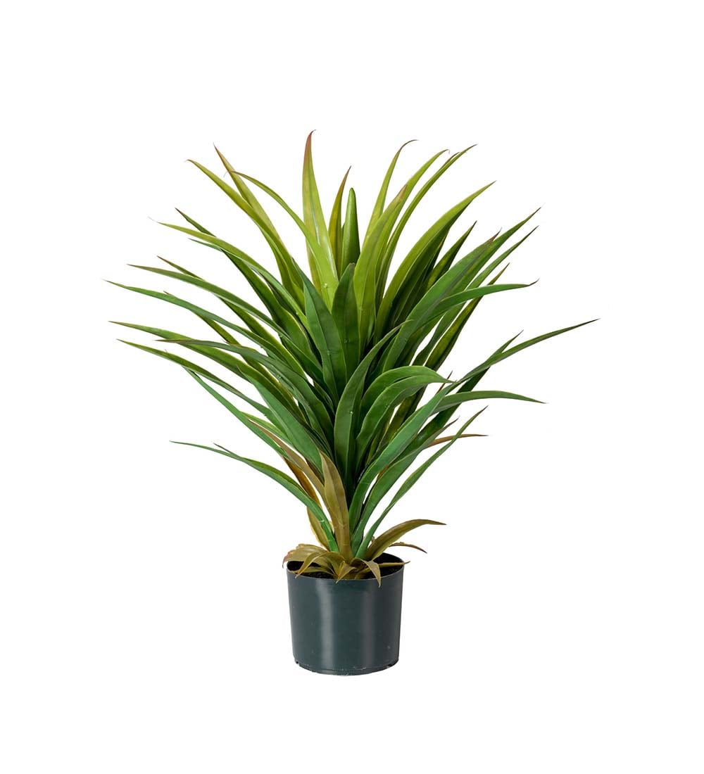 Yucca