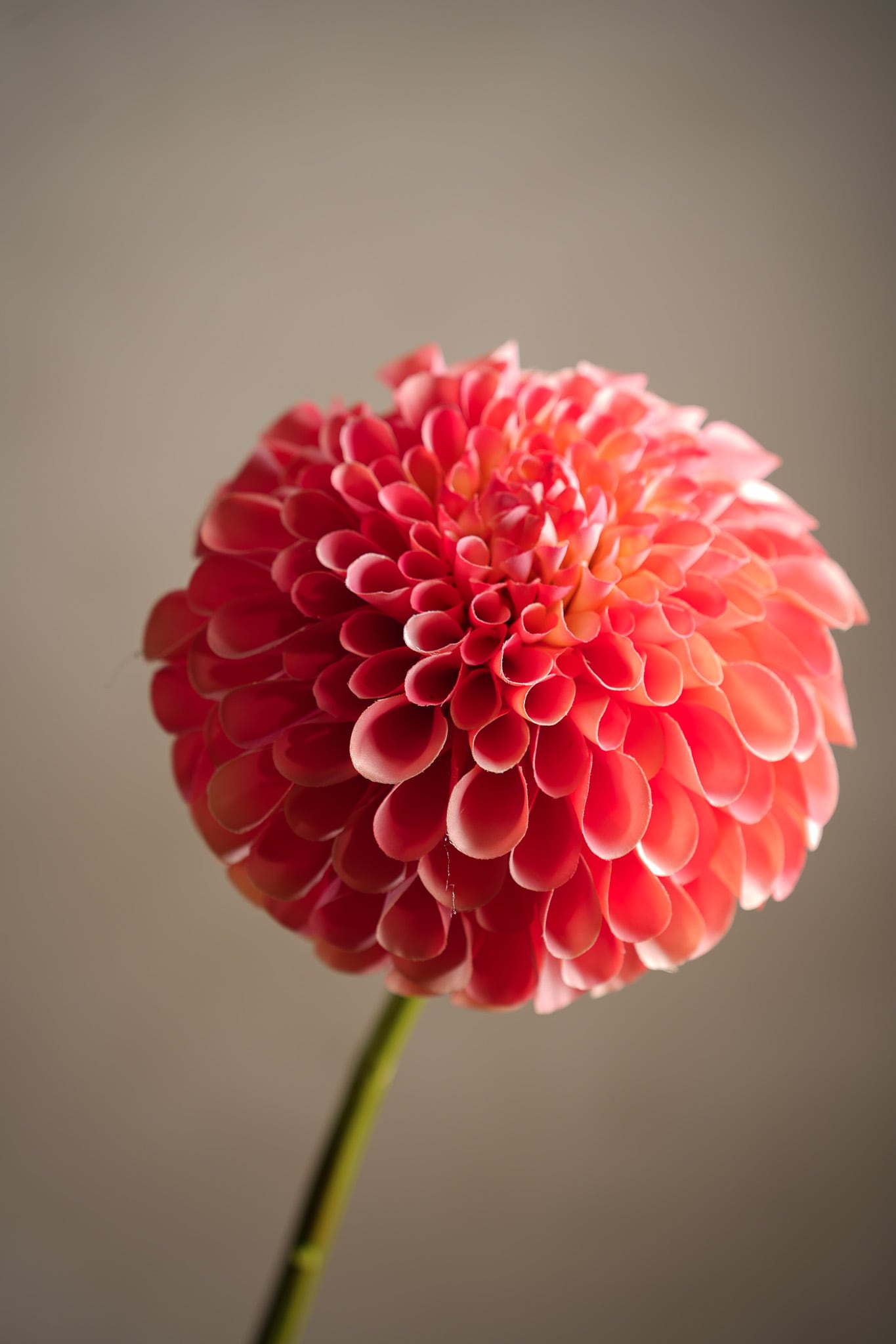 Konstgjord persikofärgad Dahlia 75 cm