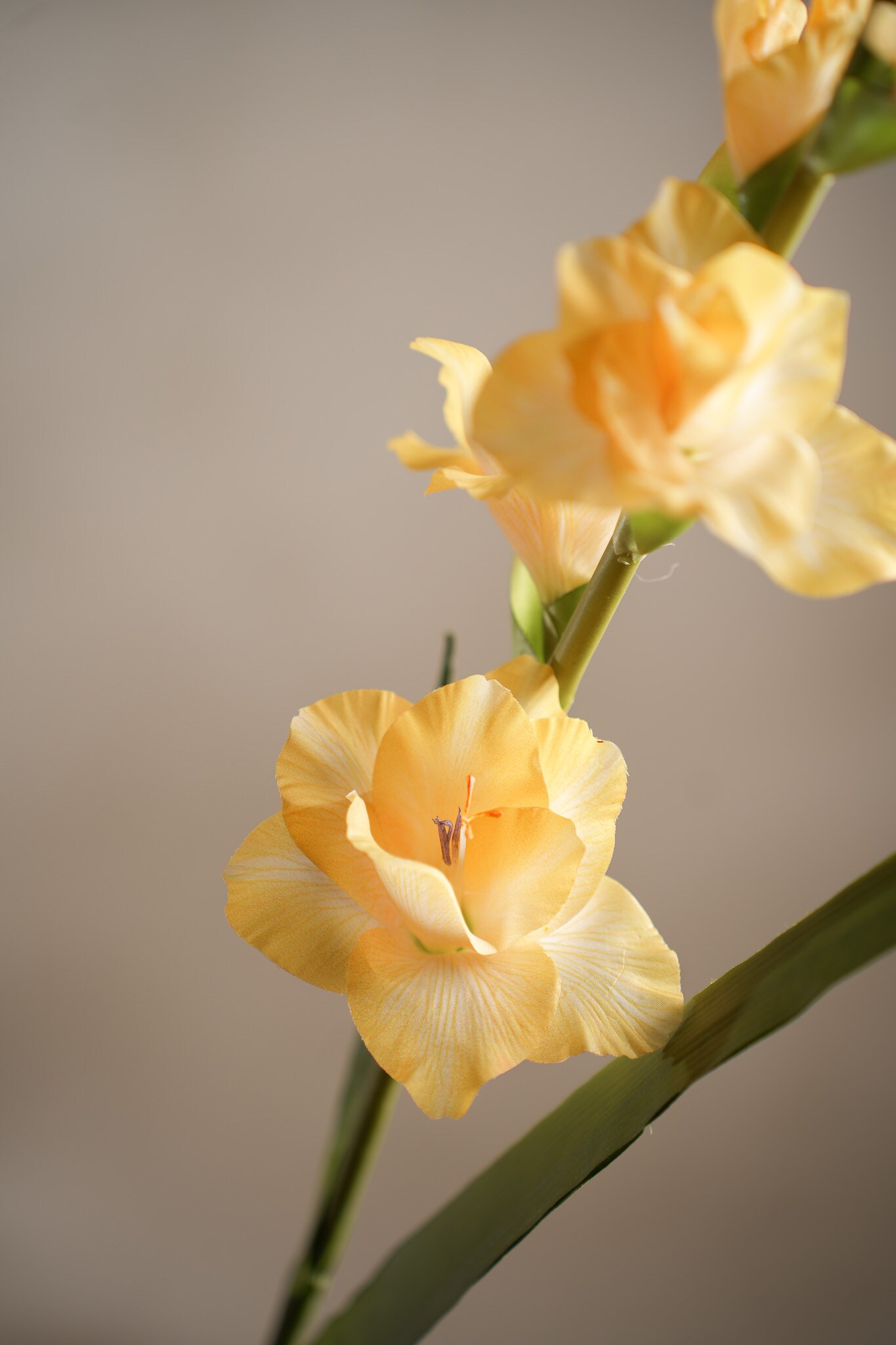 Gladiolus
