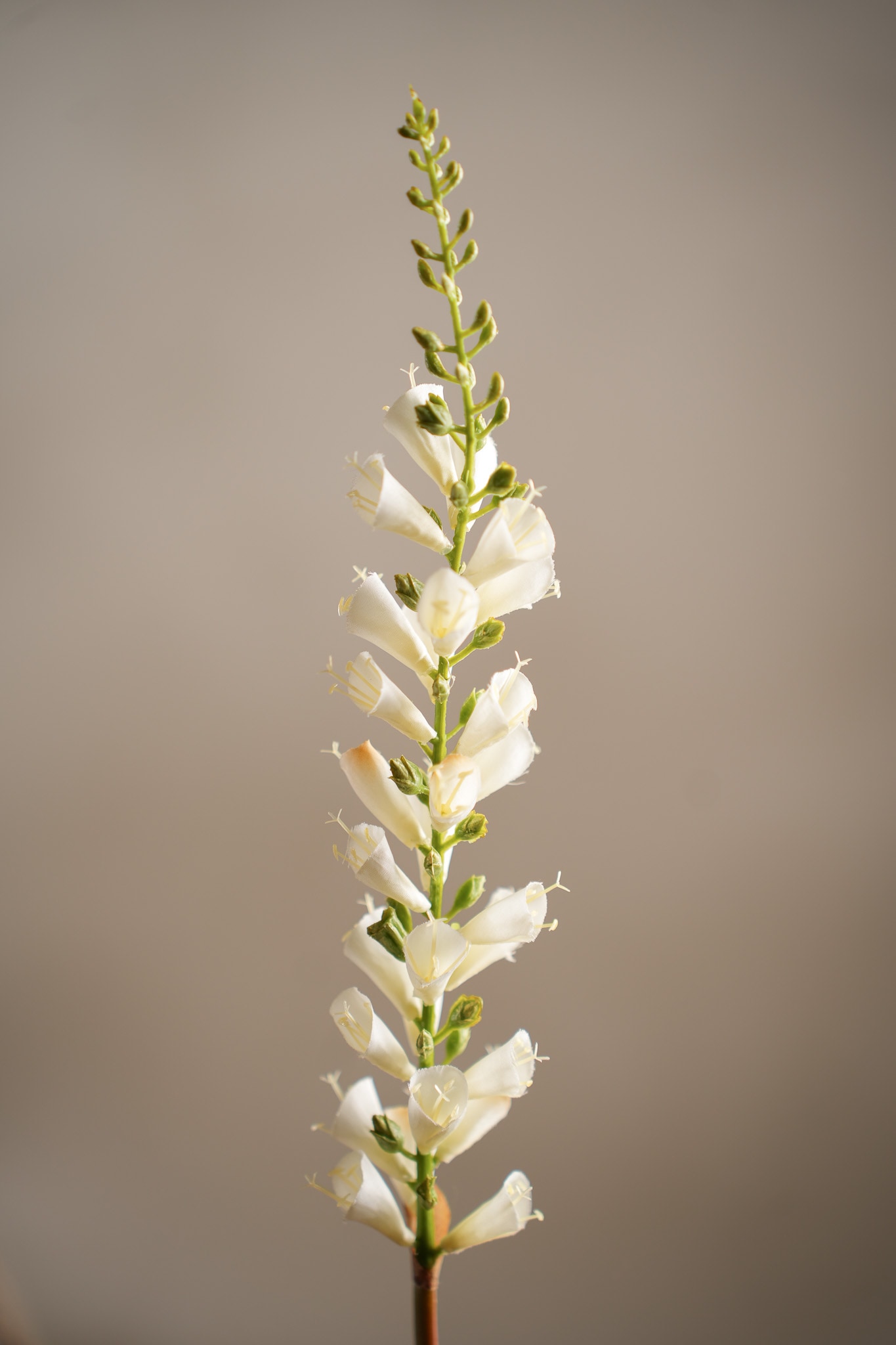 Digitalis