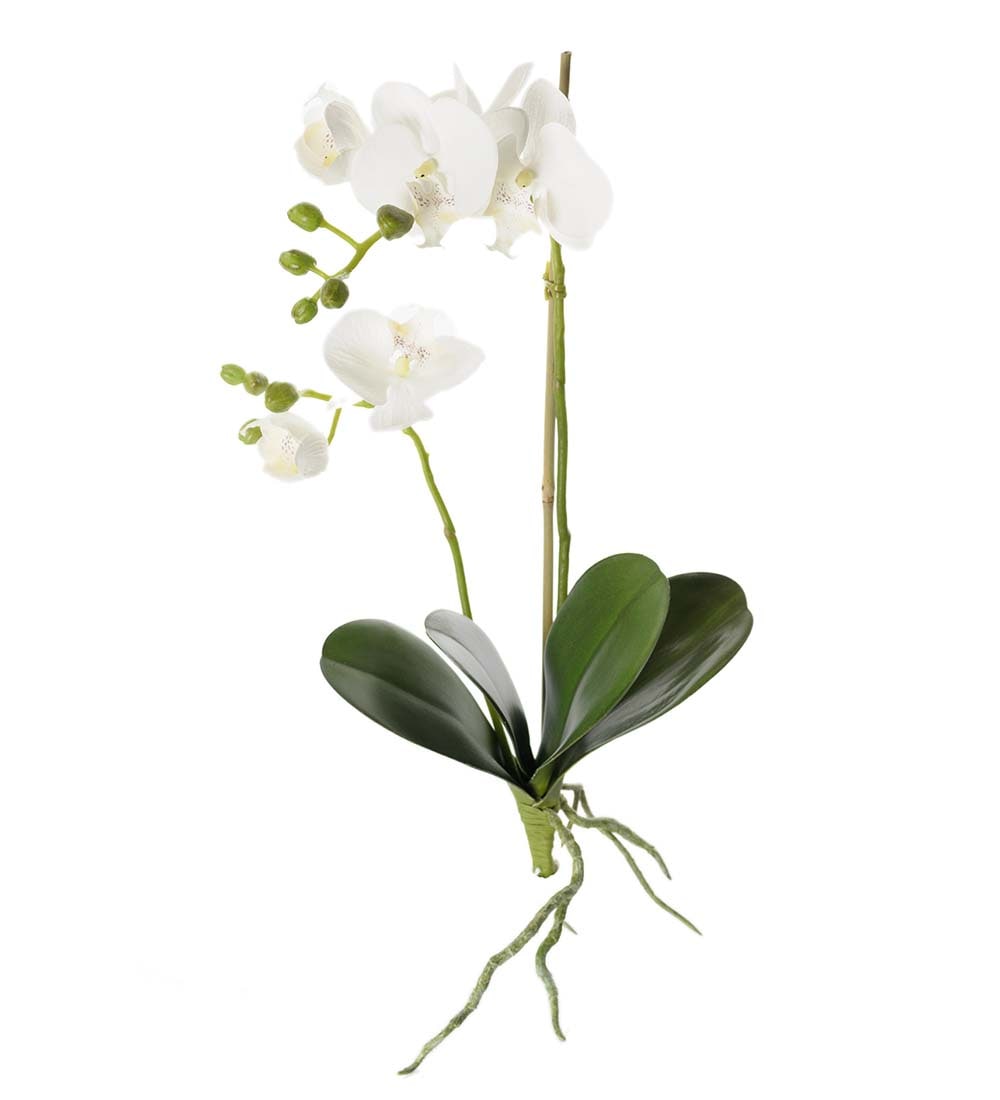 Phalaenopsis