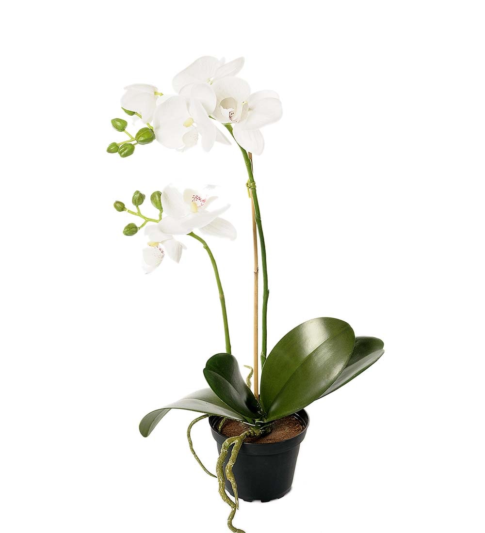Phalaenopsis