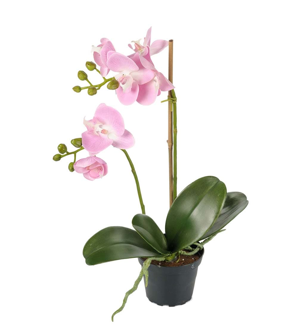 Phalaenopsis