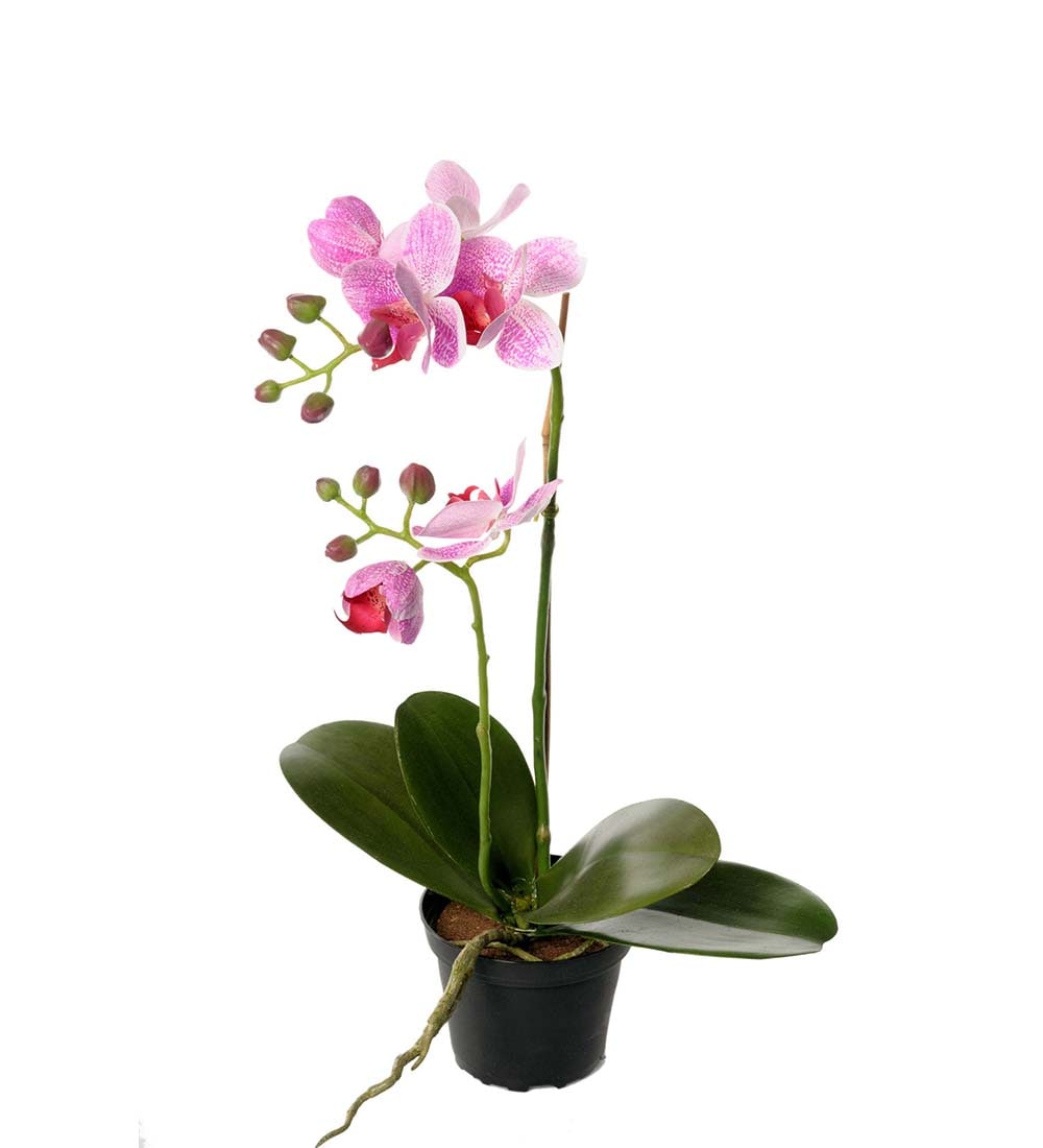Phalaenopsis