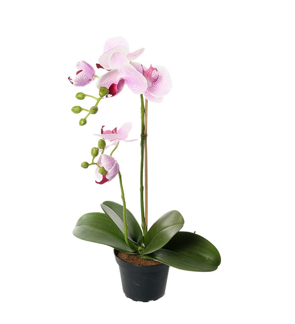 Phalaenopsis