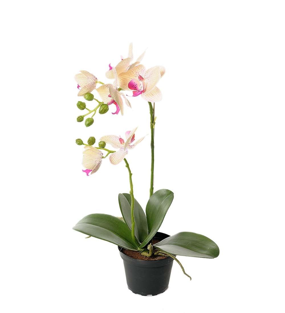 Phalaenopsis
