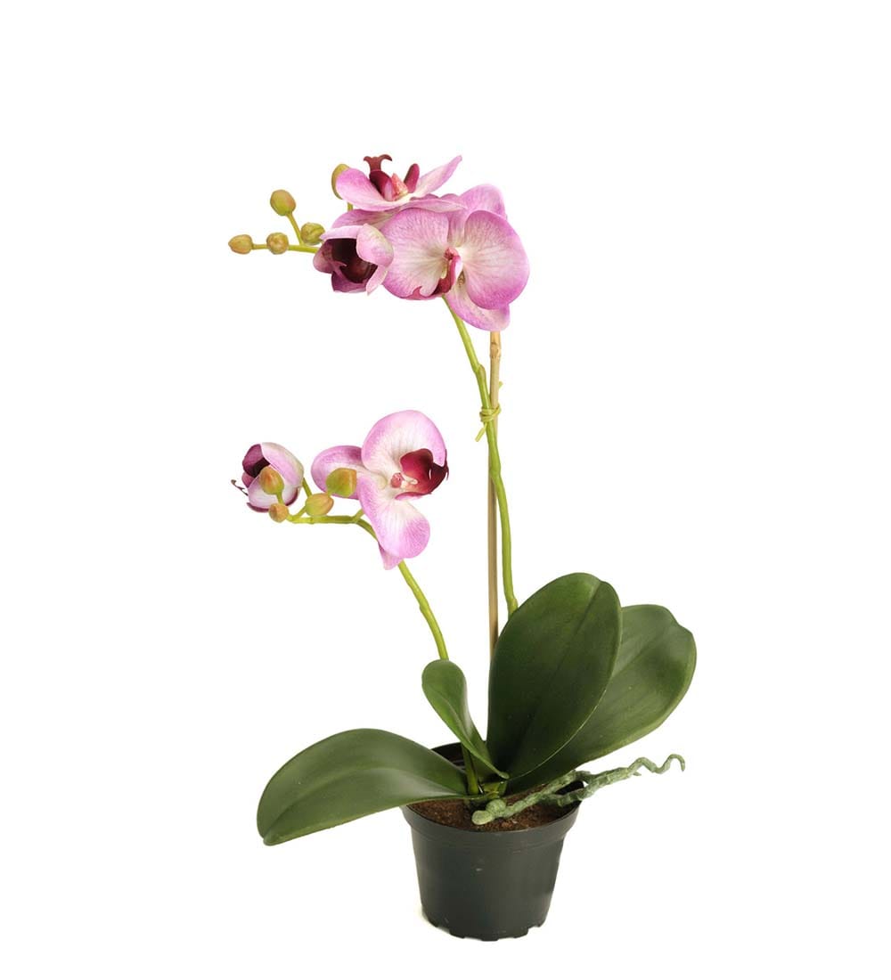 Phalaenopsis