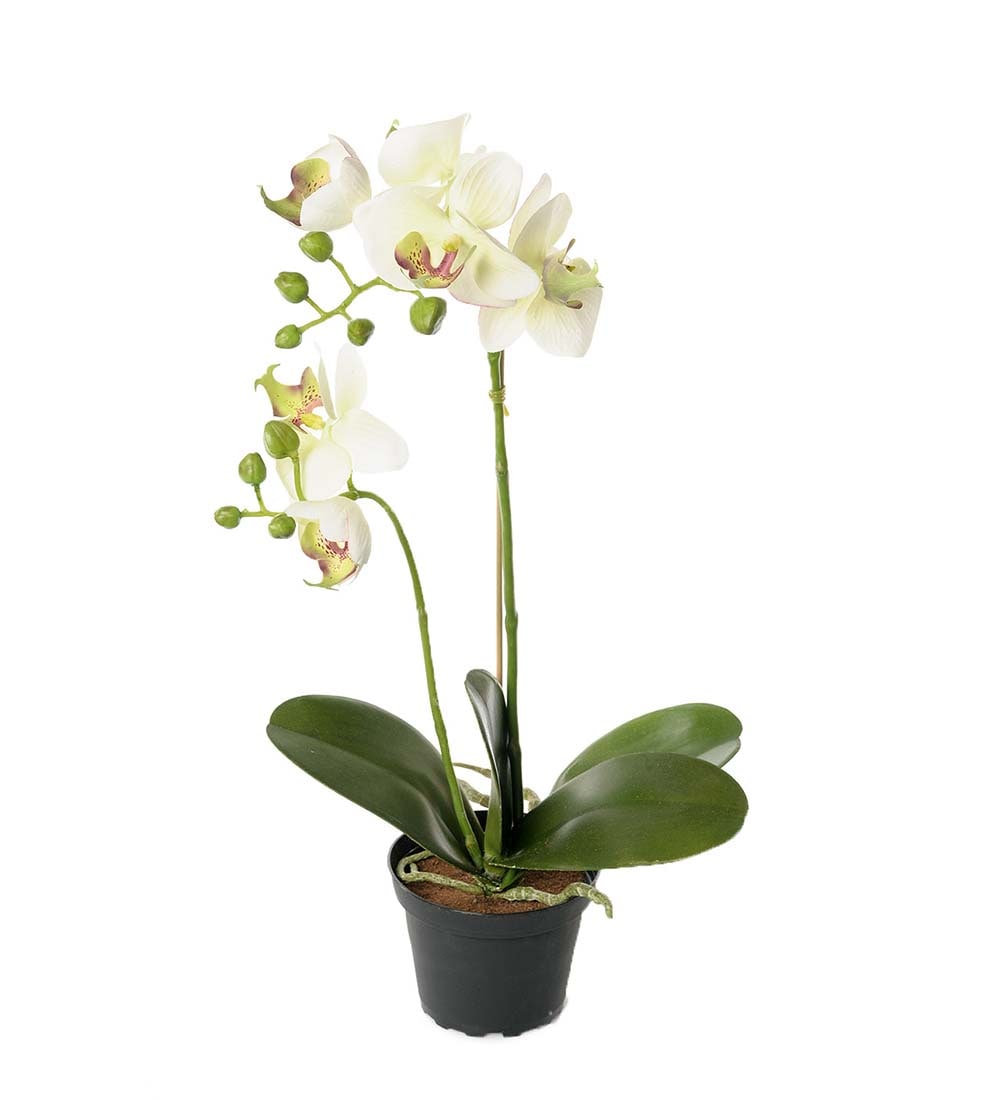 Phalaenopsis