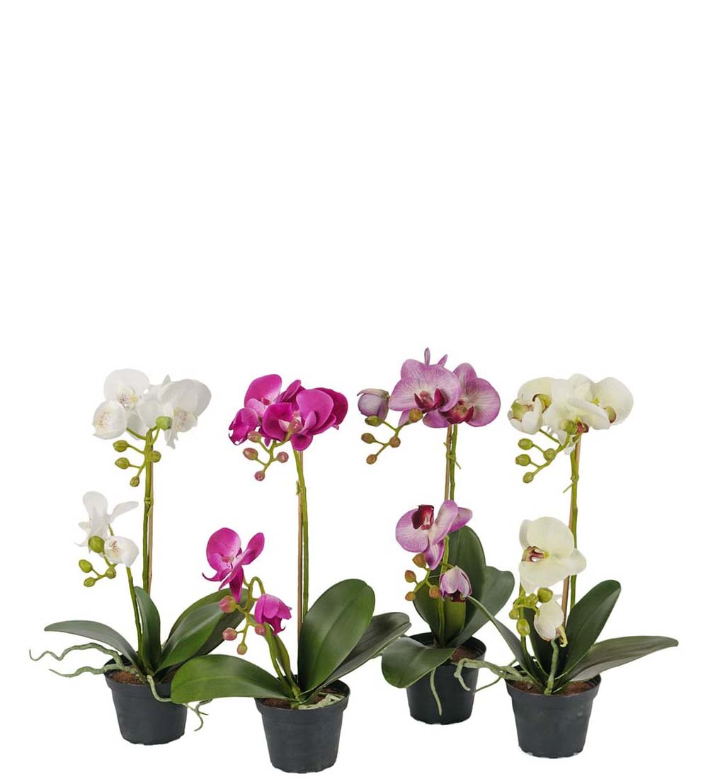 Phalaenopsis