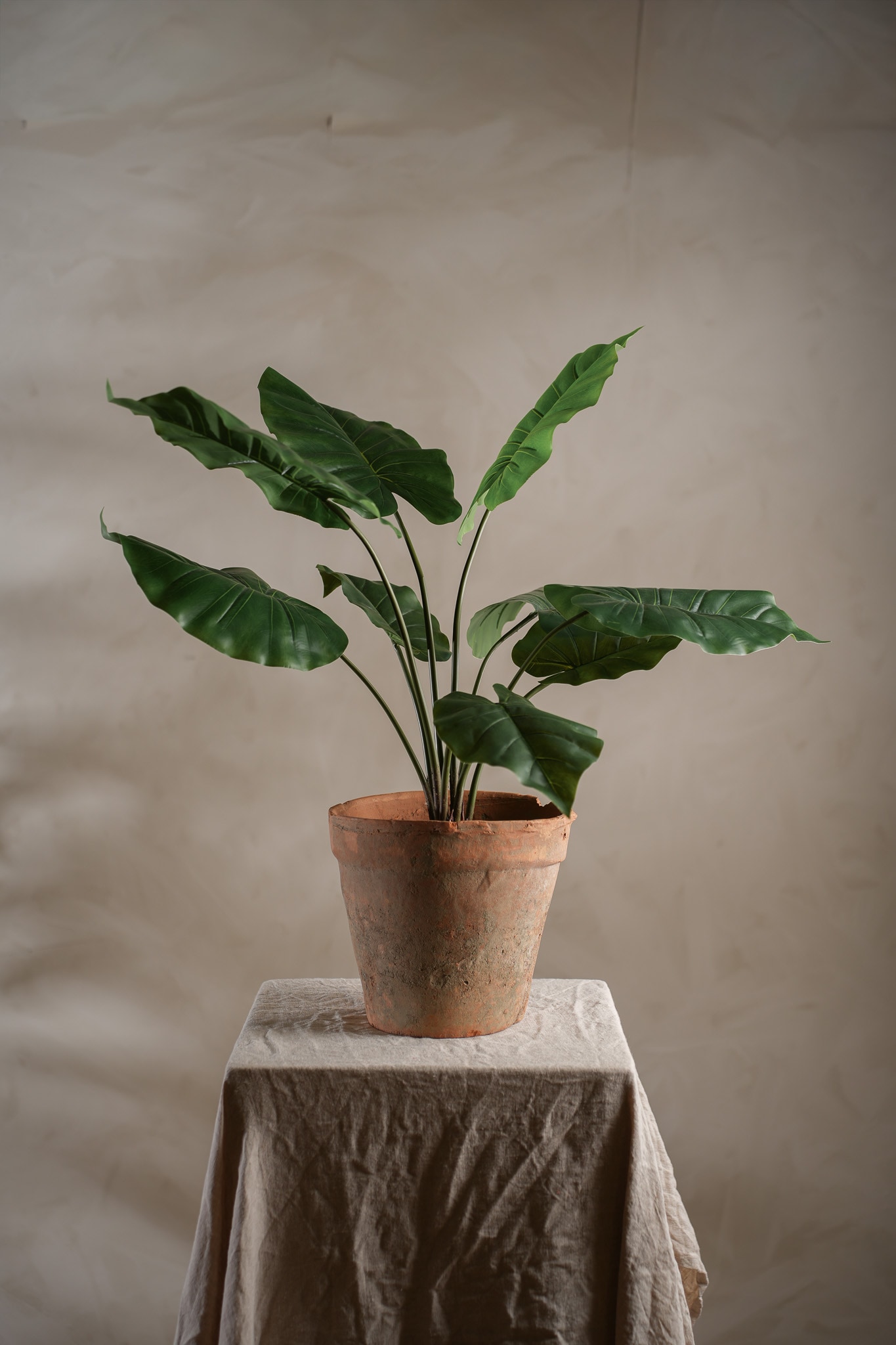 Alocasia i kruka
