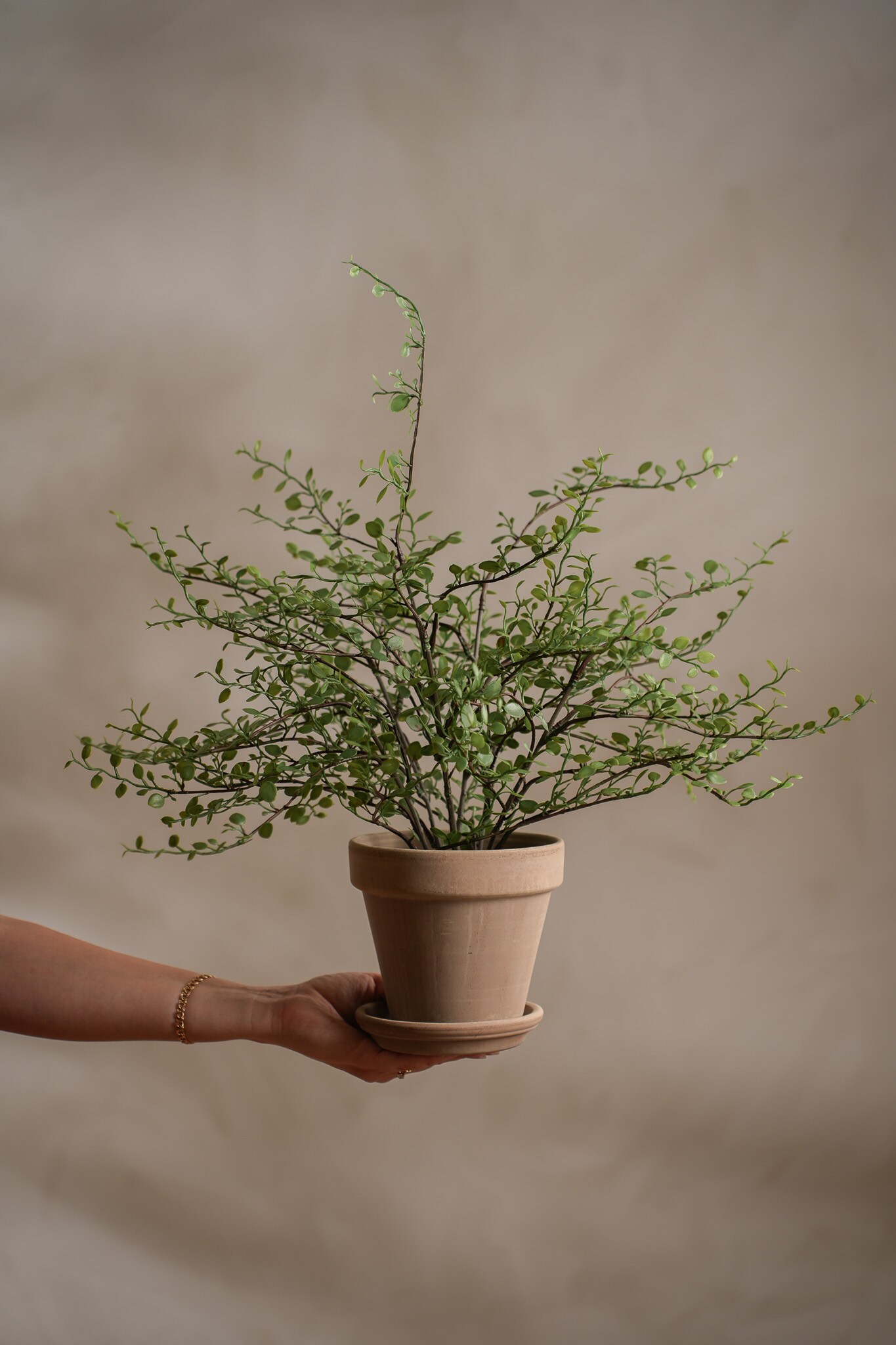 Muehlenbeckia