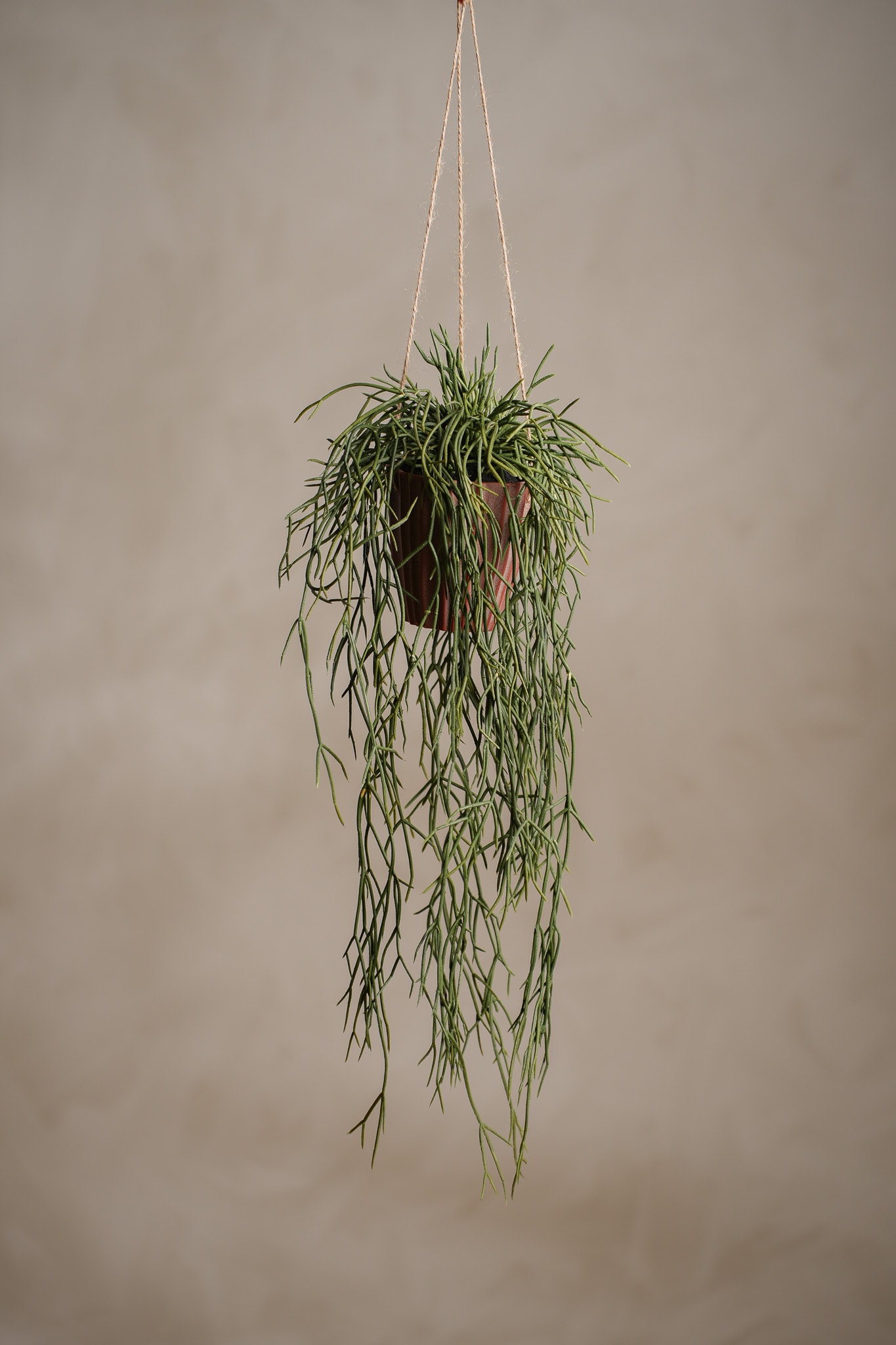 Rhipsalis