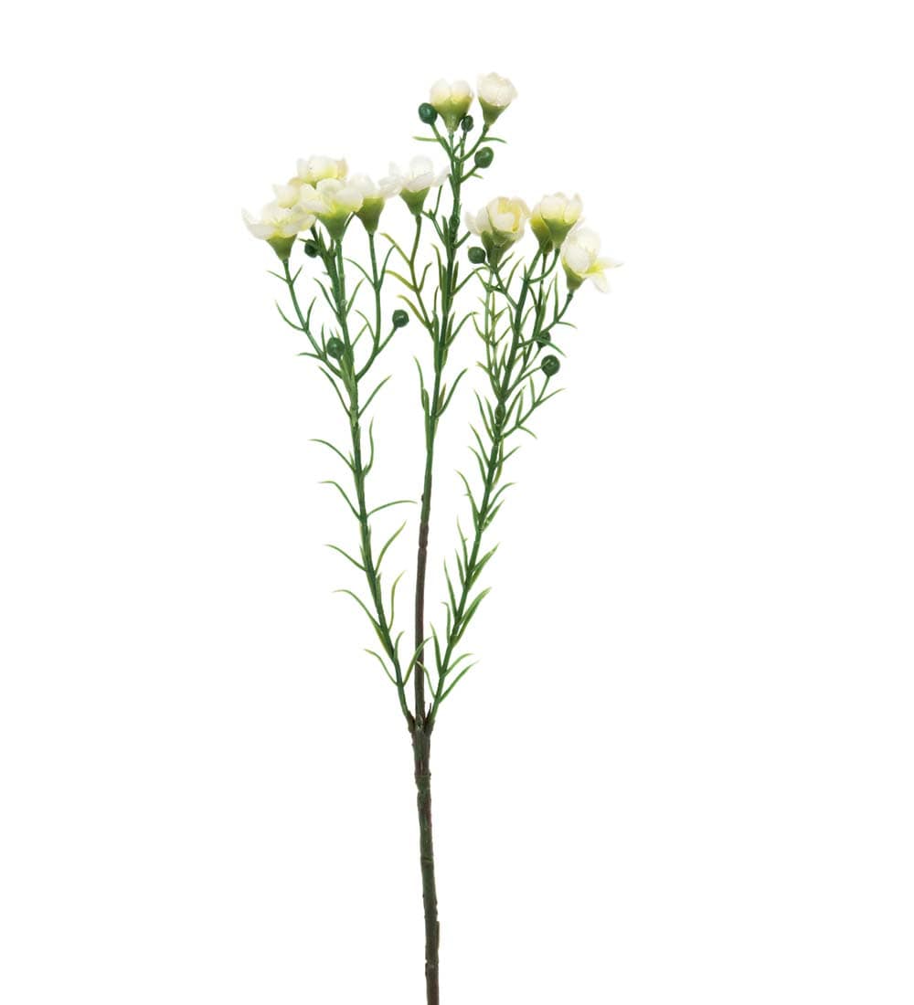 Vaxblomma