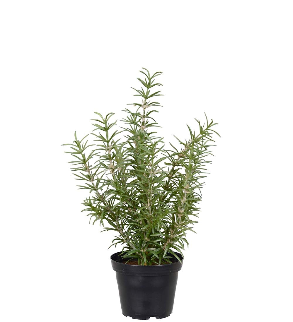 Konstgjord grön Rosmarin 27cm