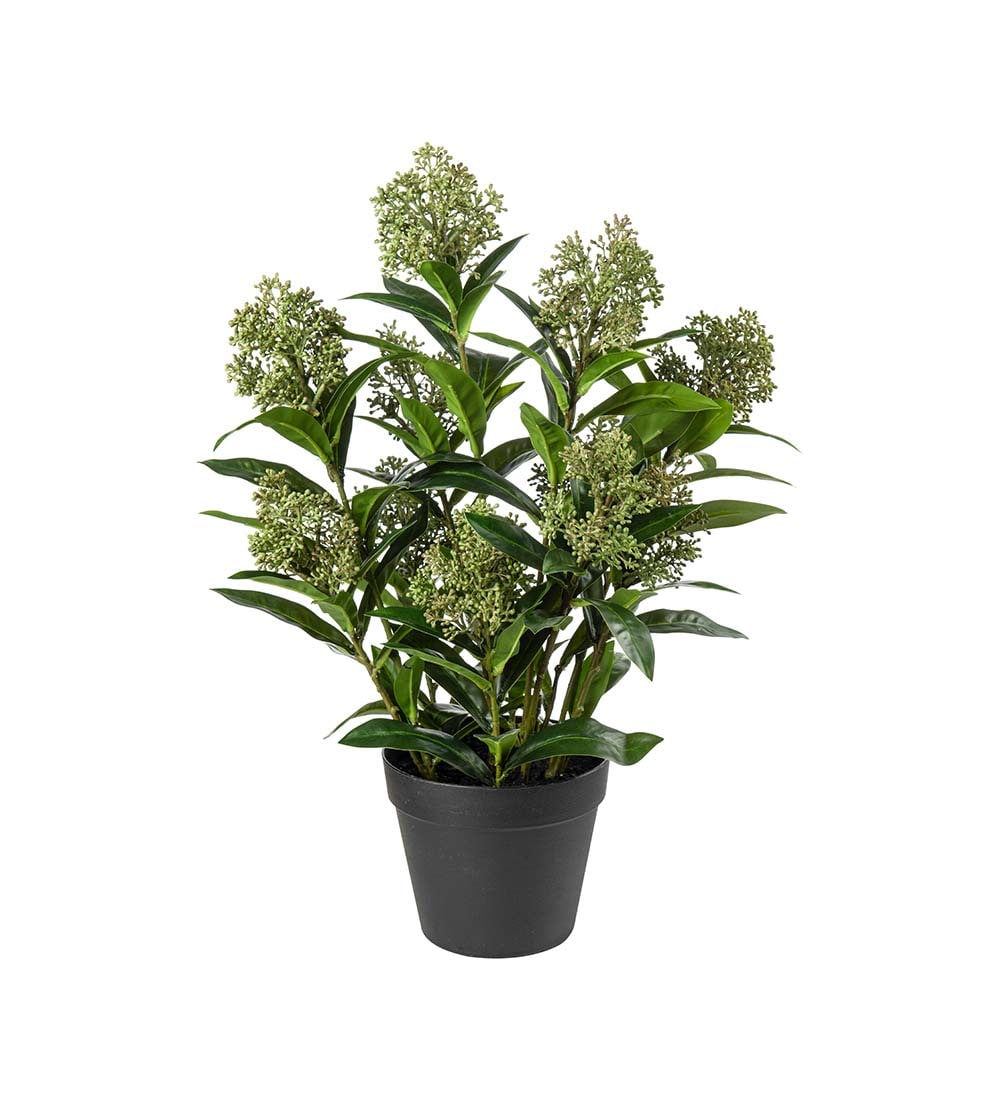 Konstgjord grön Skimmia 36cm