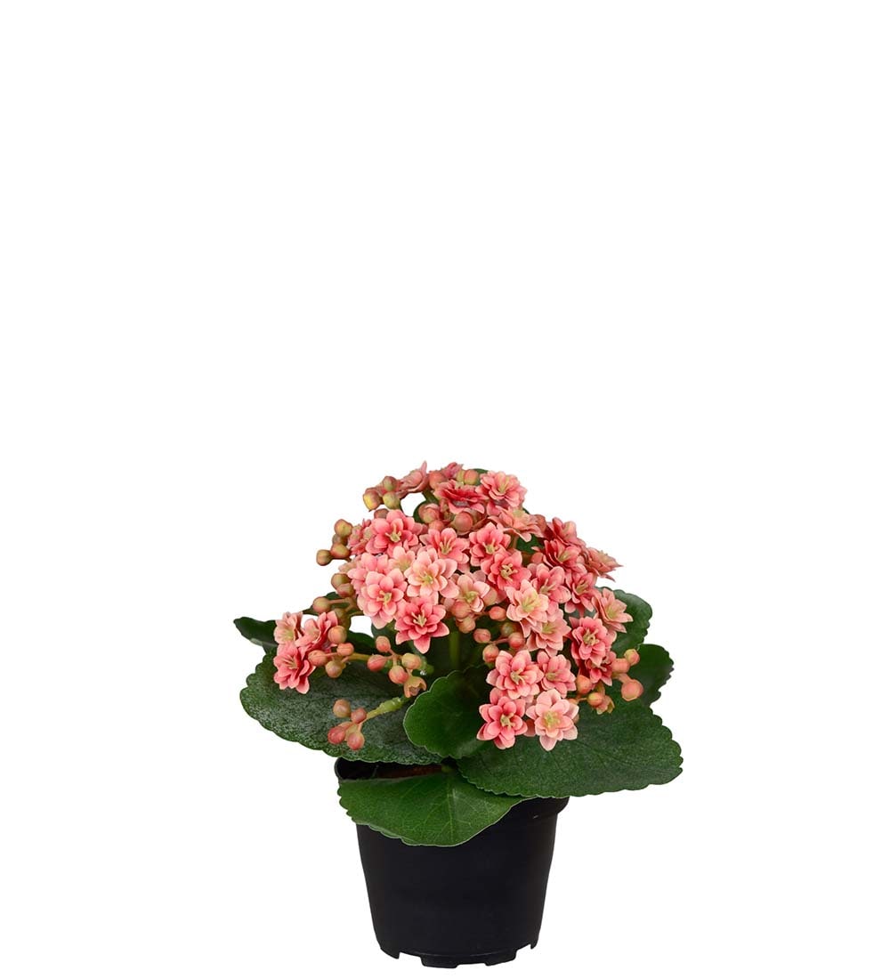 Konstgjord rosa Kalanchoe 18cm