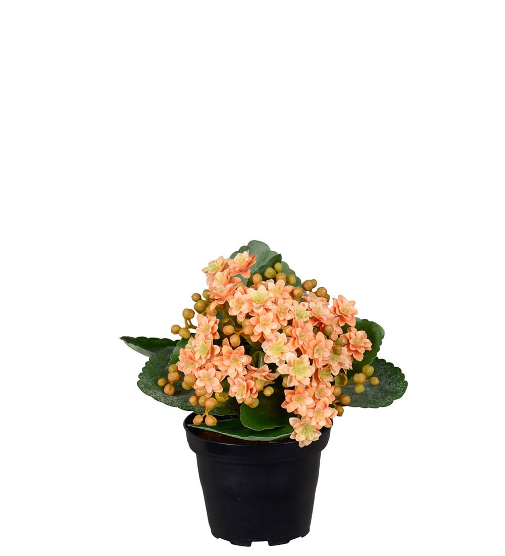 Konstgjord persika Kalanchoe 18cm
