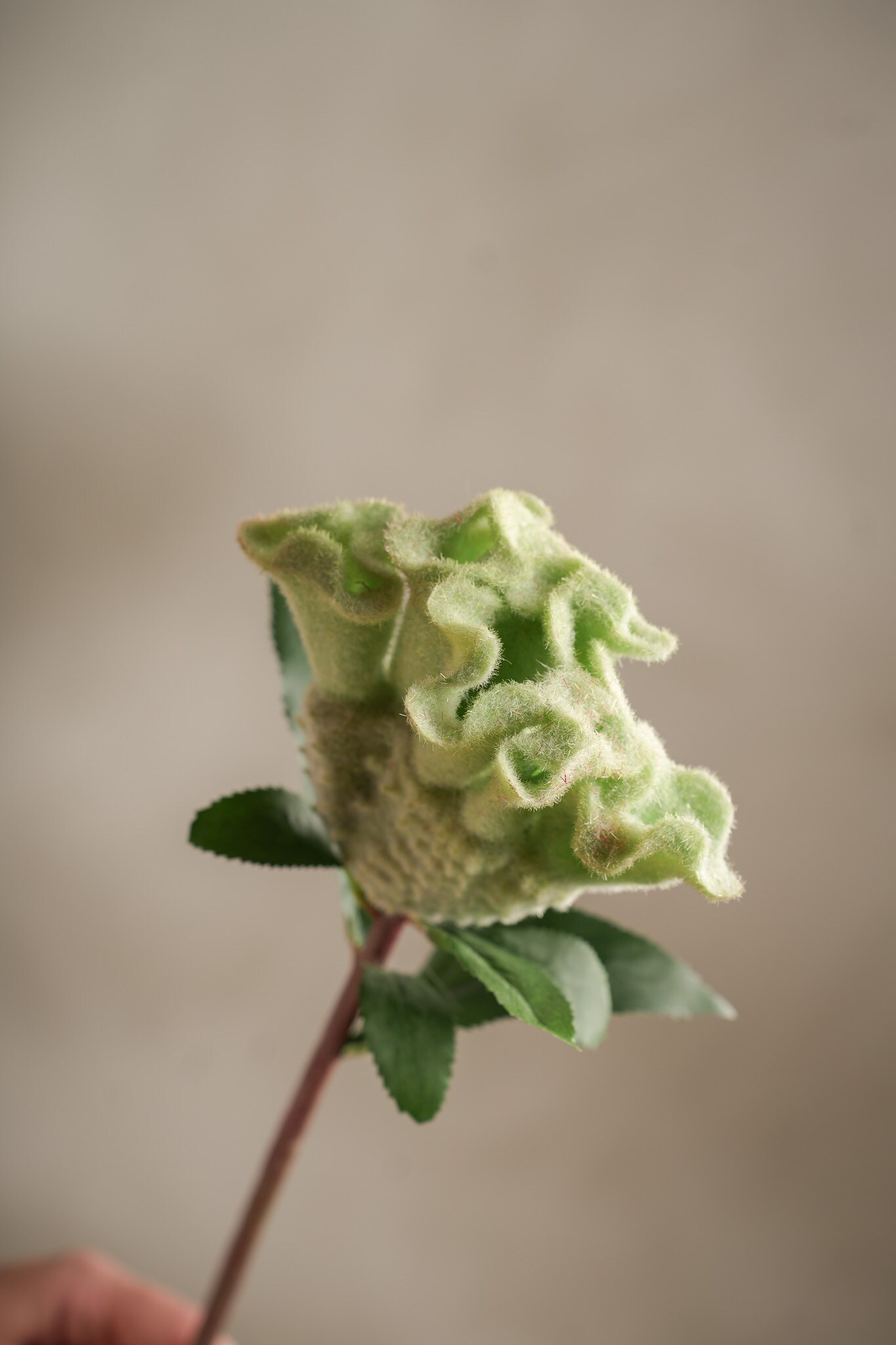 Konstgjord grön Celosia 67cm