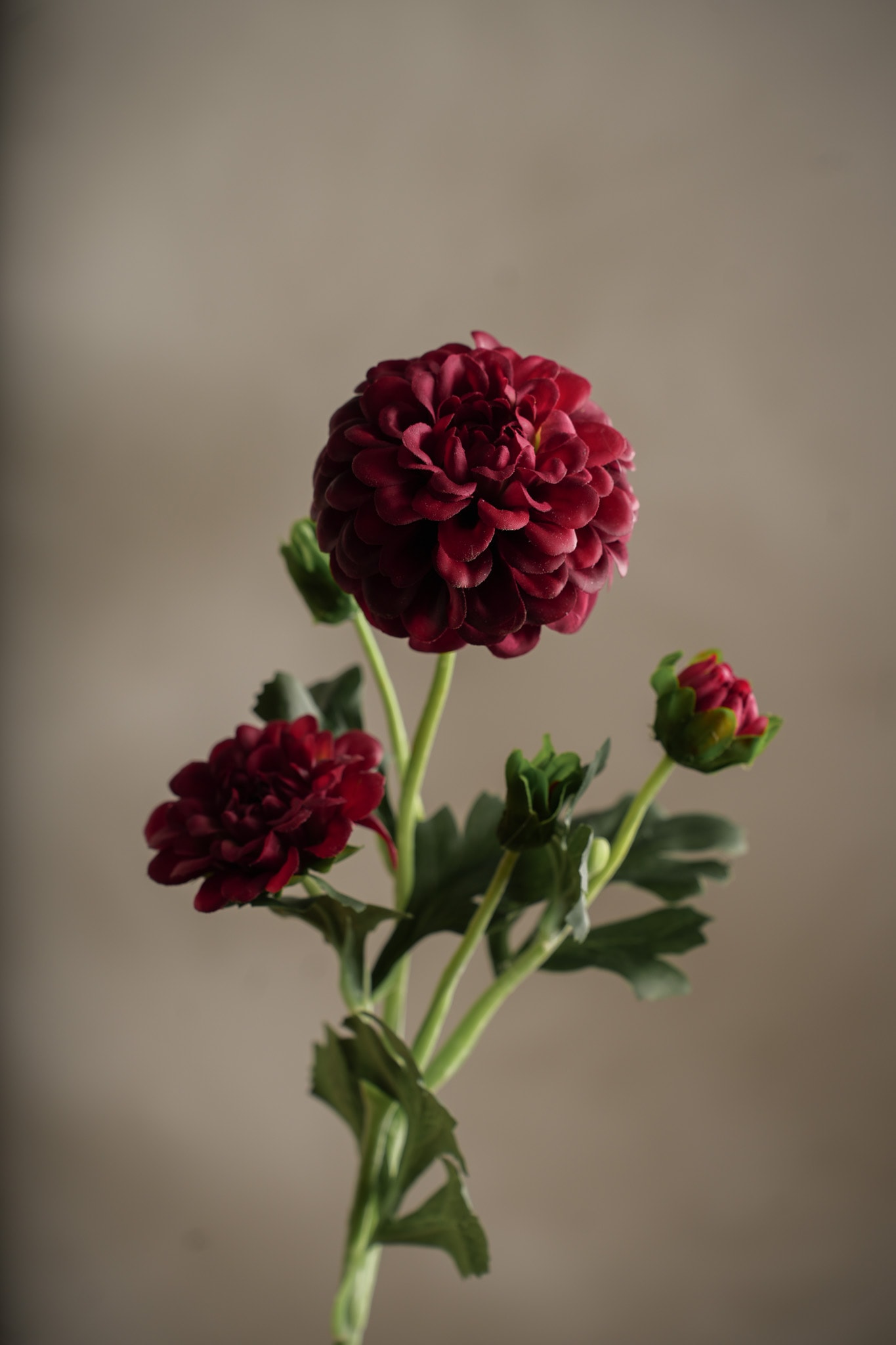 Konstgjord burgundy Chrysanthemum 52cm