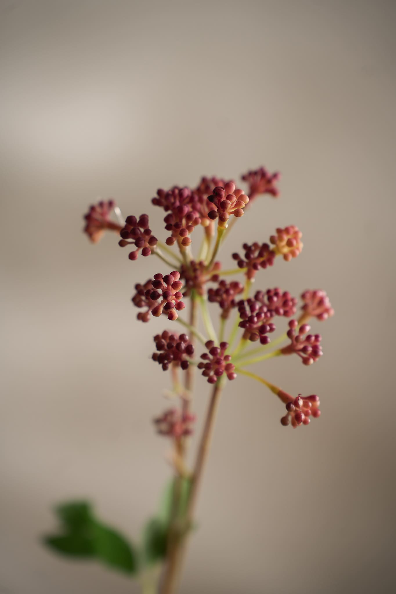 Konstgjord rosa Angelica 58cm